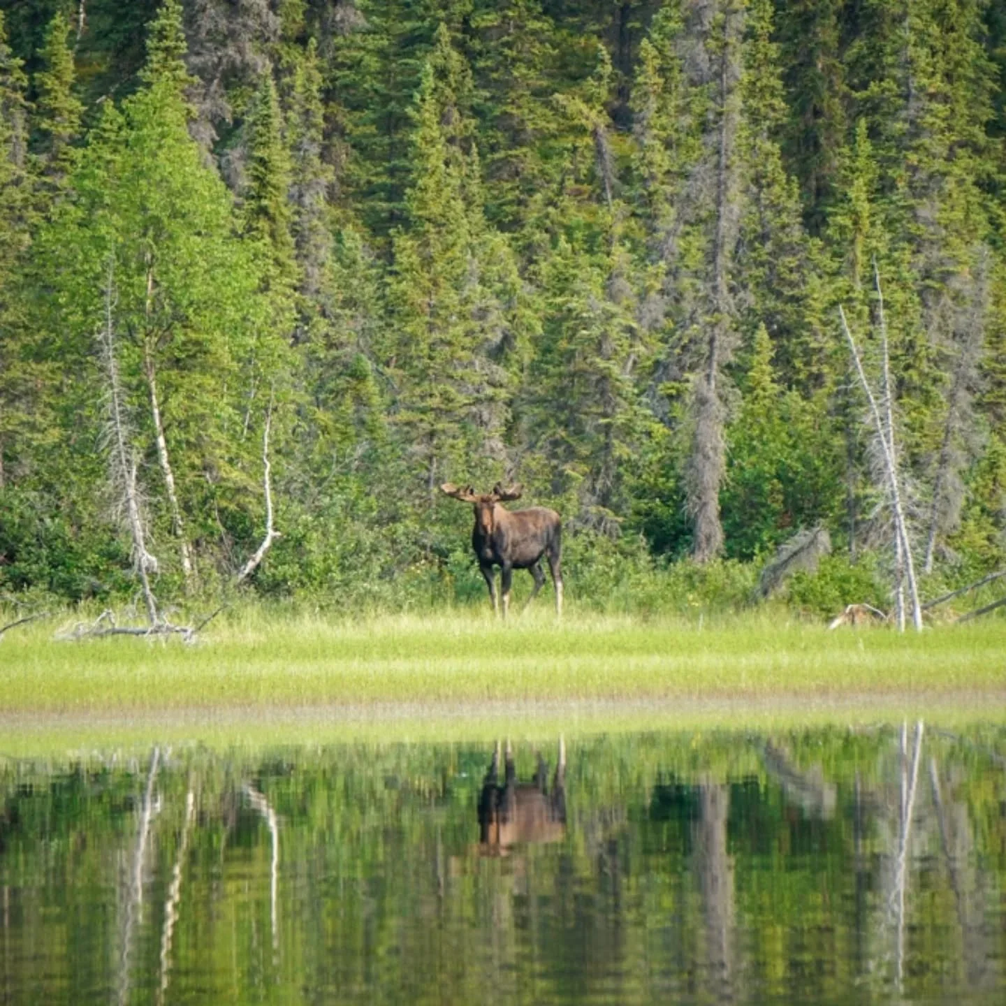 It's World Wildlife Day! 🫎🐻

On March 3rd, 1973, the "Convention on International Trade in Endangered Species of Wild Fauna and Flora" was signed. That's a long phrase to describe an international agreement to ensure the ethical and susta