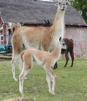 jenguanacobaby