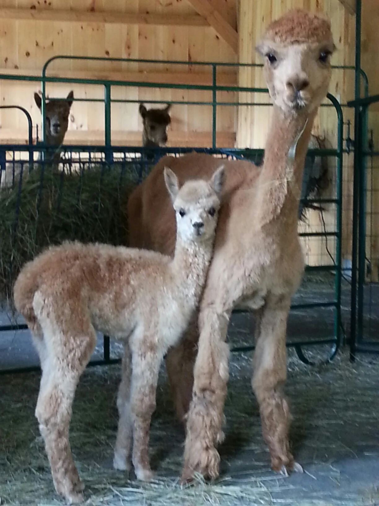 Summer Spin Study:  Alpaca! *New Date!**