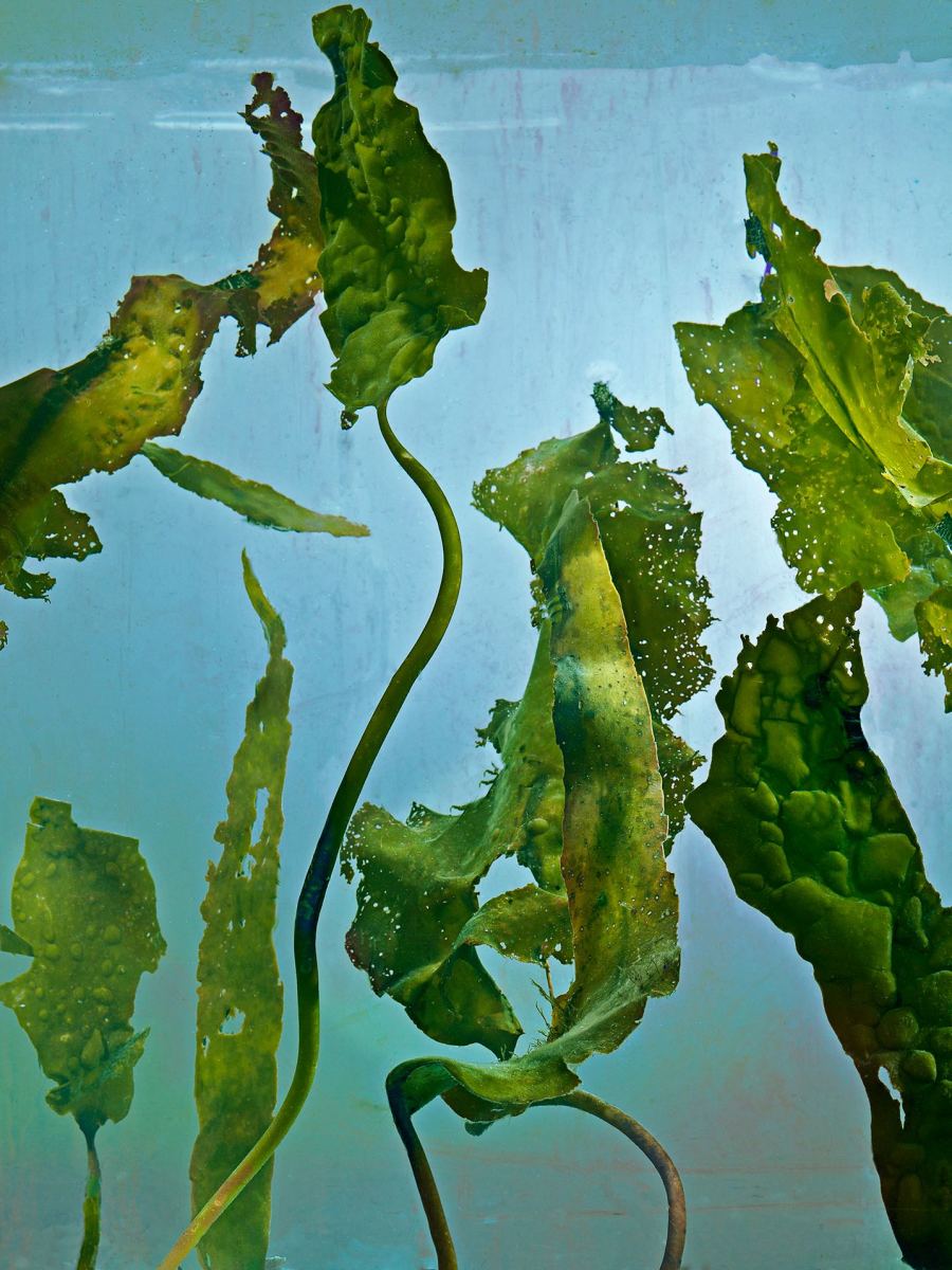 Photo by Kim Keever