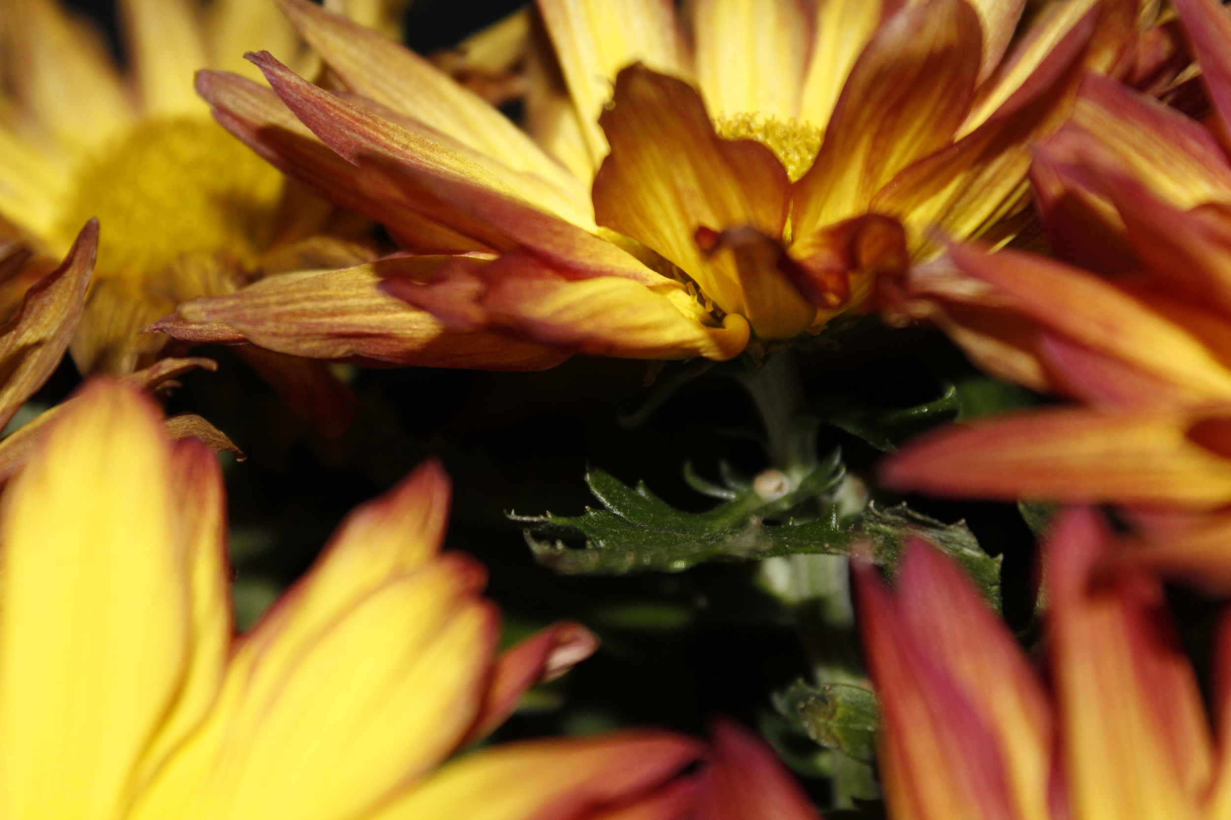 _MG_3965.JPG