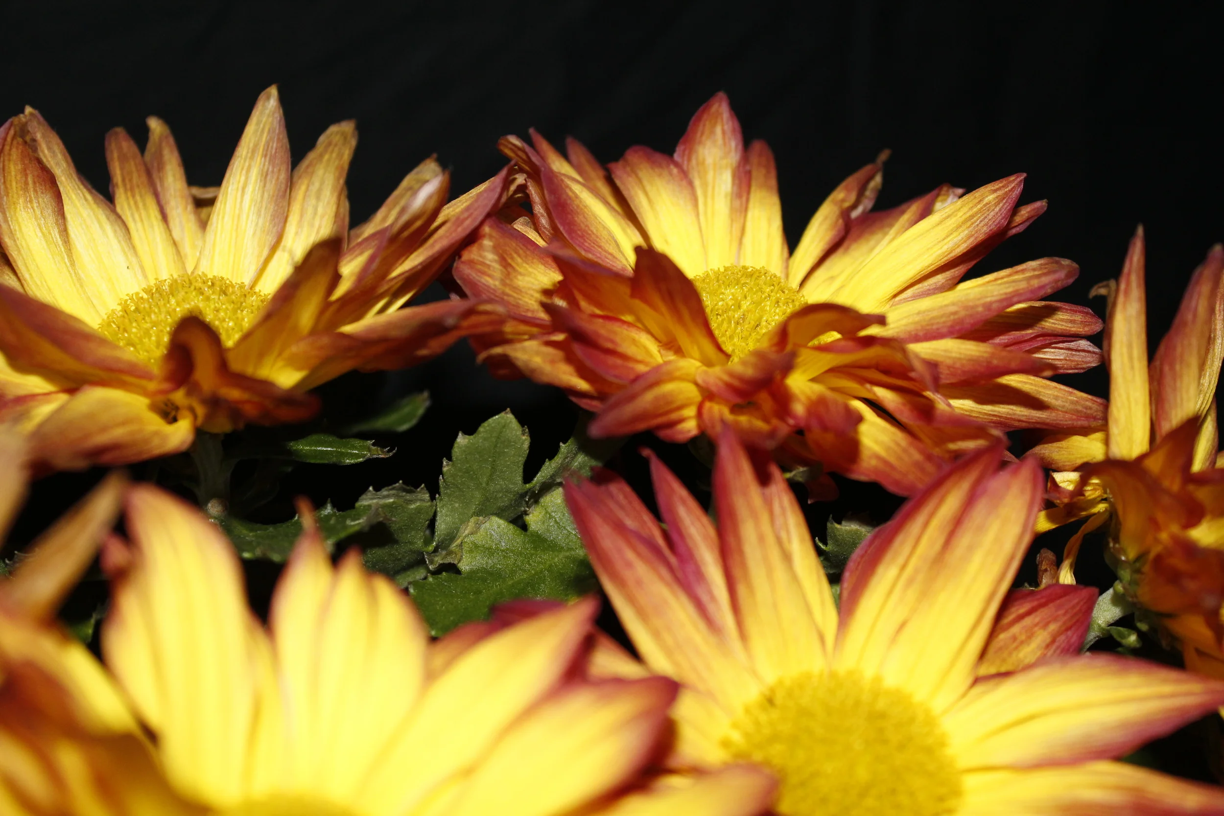 _MG_3969.JPG