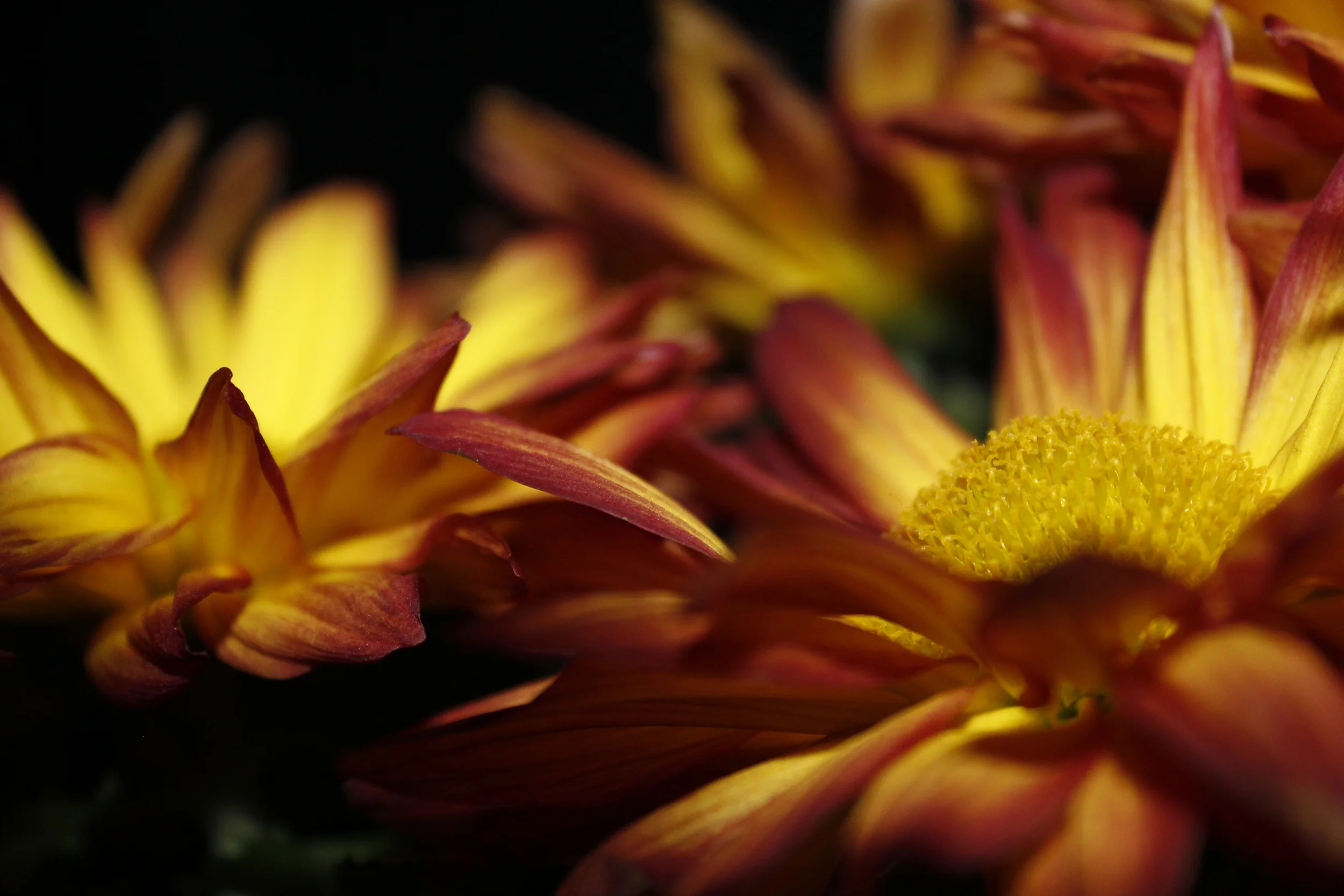 _MG_3986.JPG