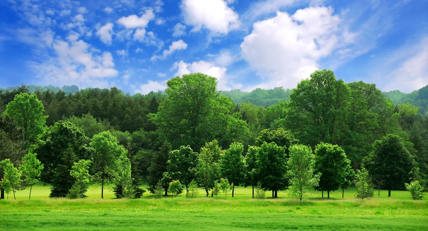 Trees and blue sky.jpg