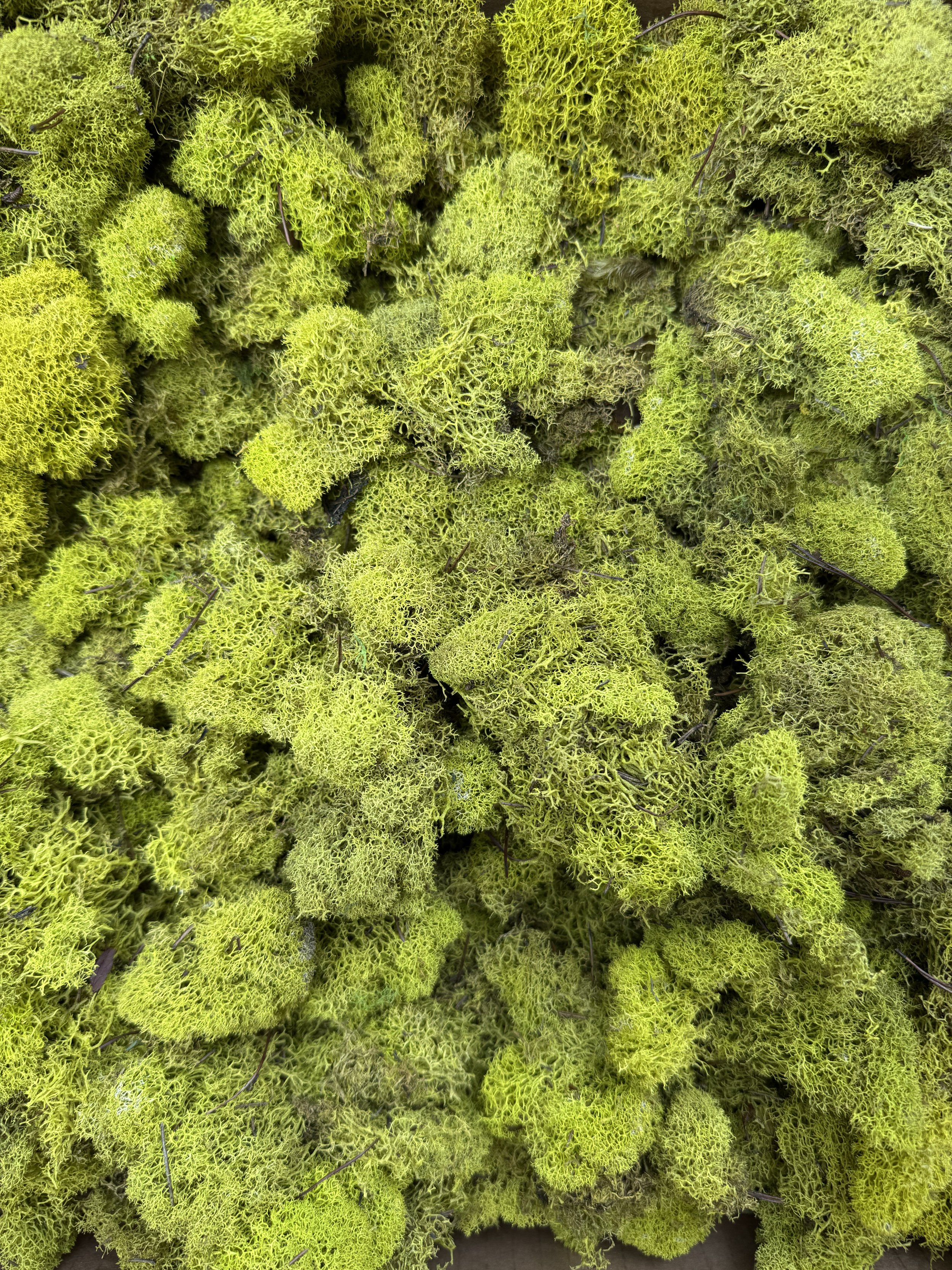Chartruese Reindeer Moss.jpg