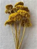Yarrow_Yellow Stem.jpg