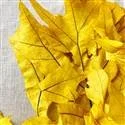 Oak Yellow.jpg