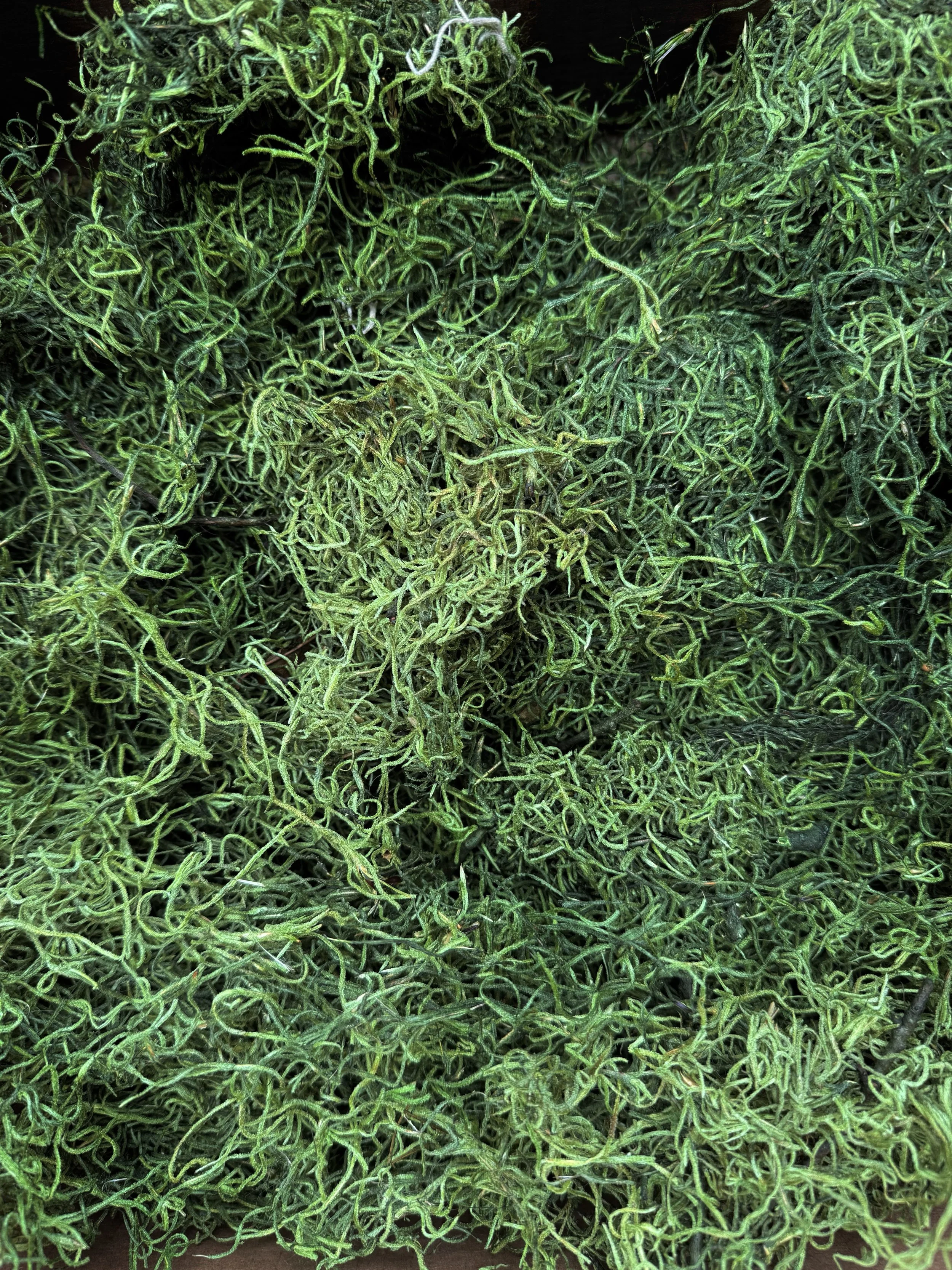 Green Spanish Moss.jpg