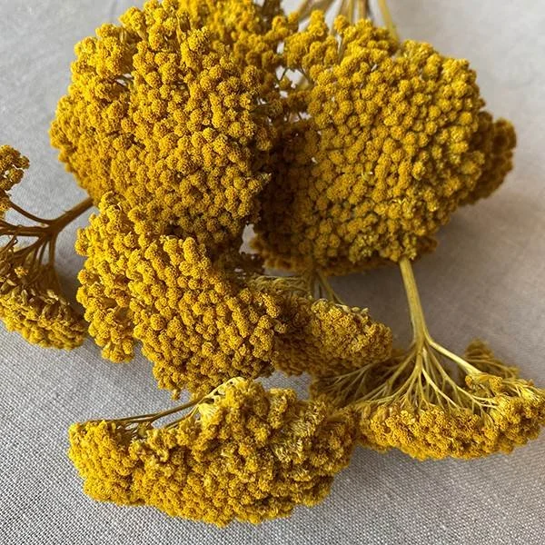 Yarrrow_Yellow.jpg