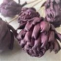 Artichocke Purple.jpg