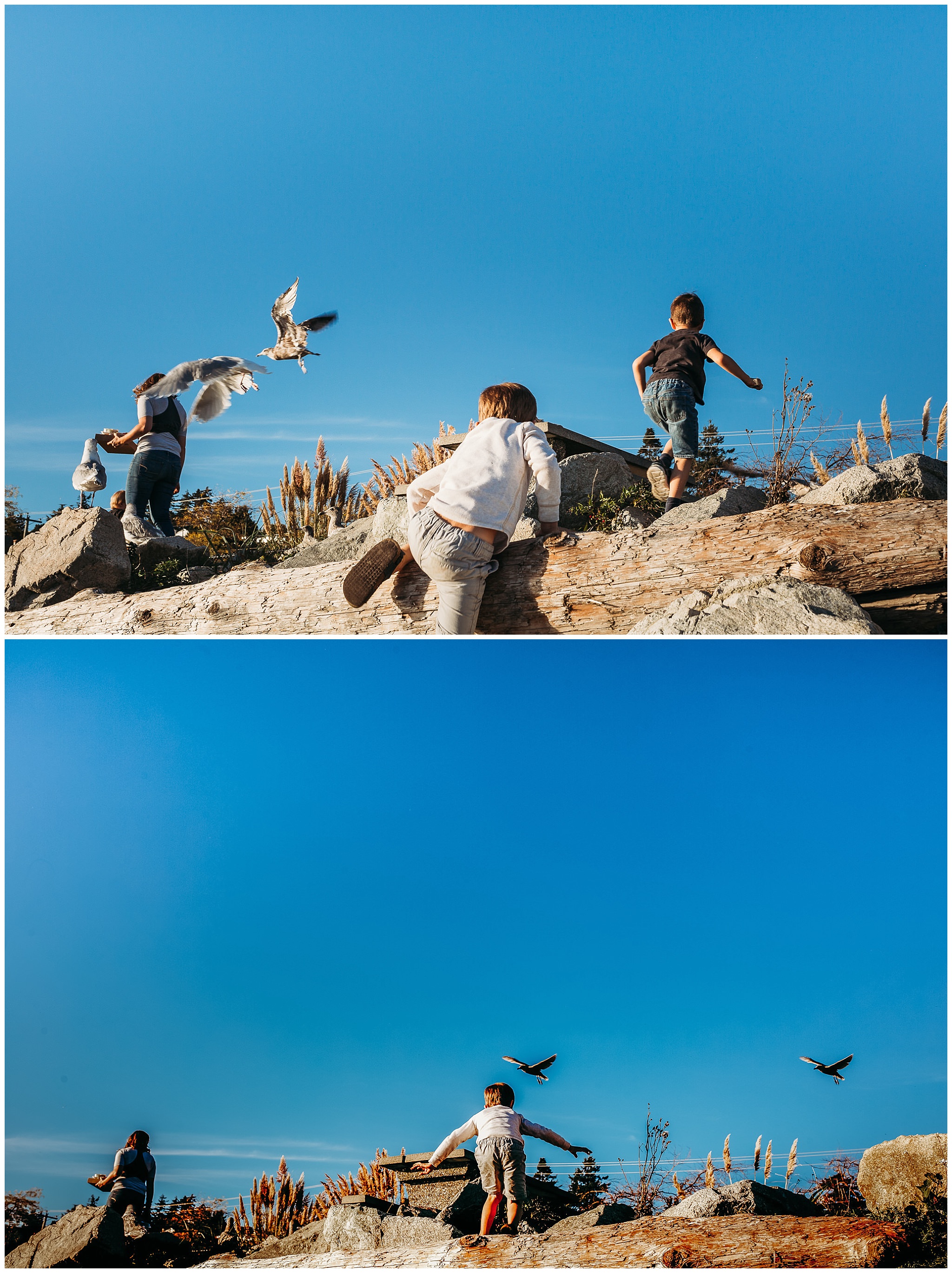 boys chasing seagulls at the pacific ocean