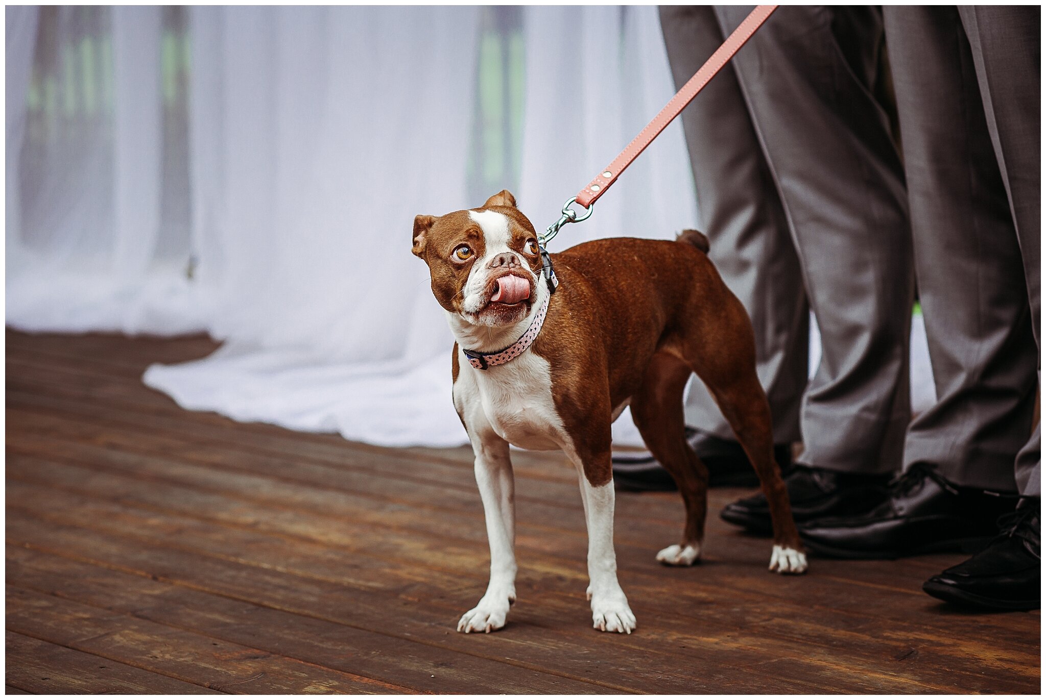 Dog-Friendly-Wedding-Venues