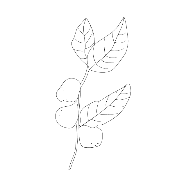 persimmon illustration