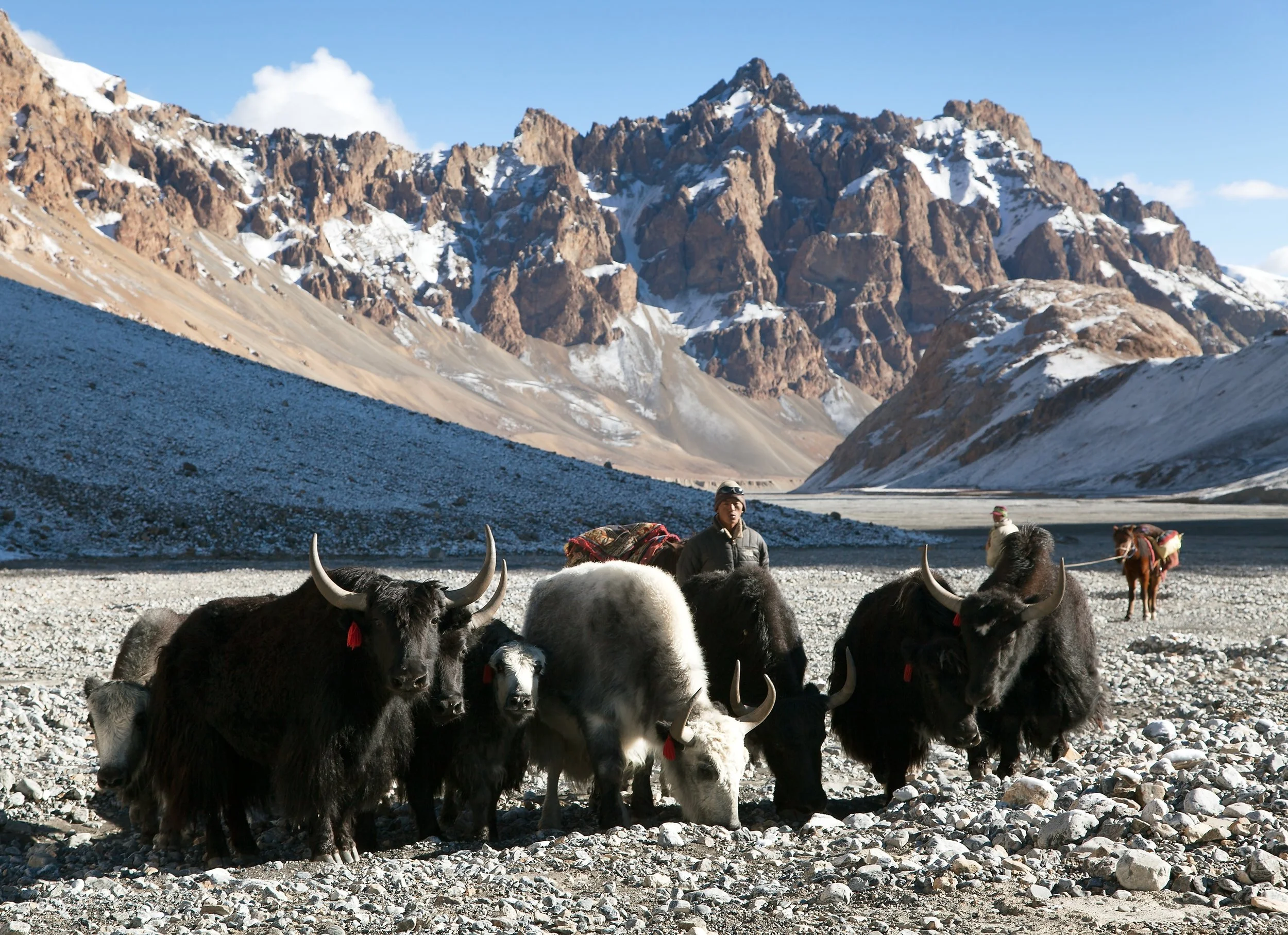 Yak in Ladakh, India