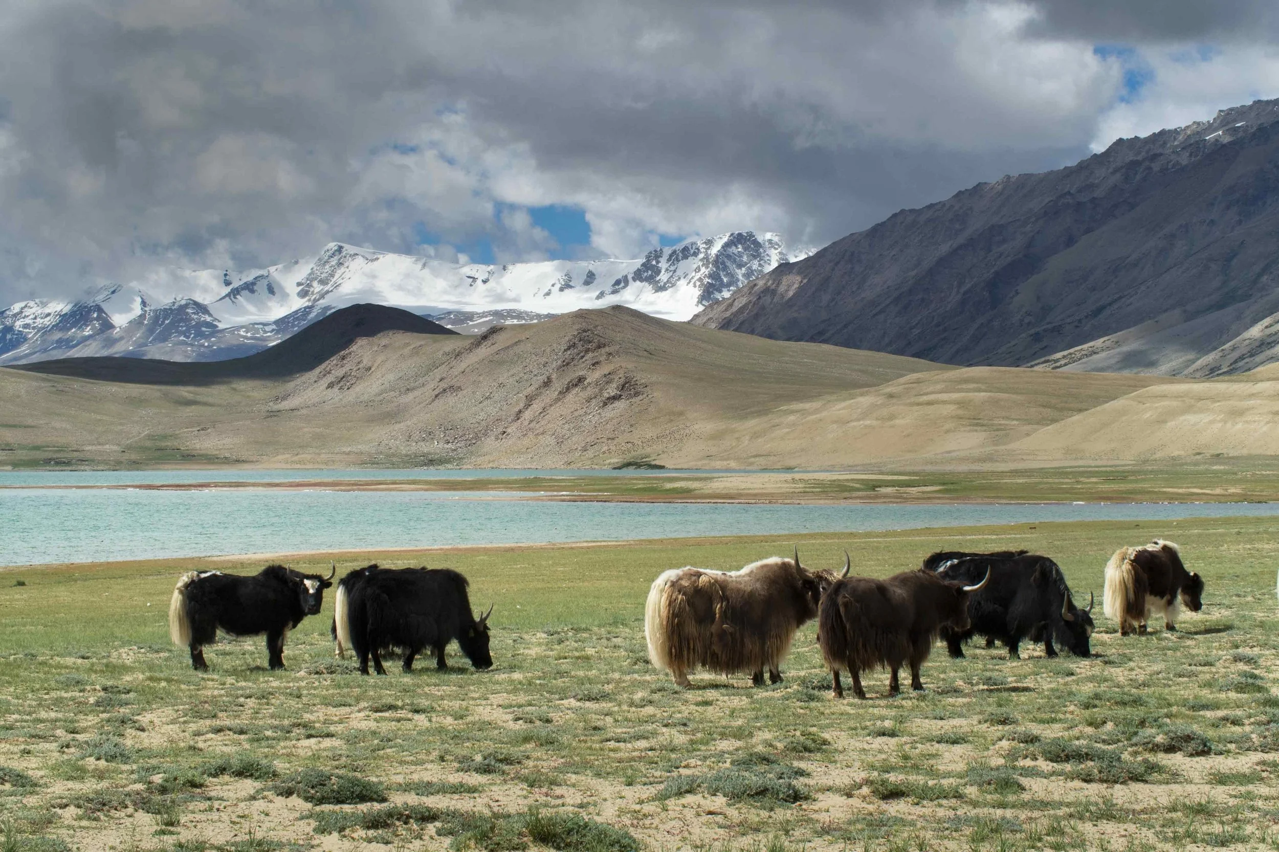Yak in Northern India