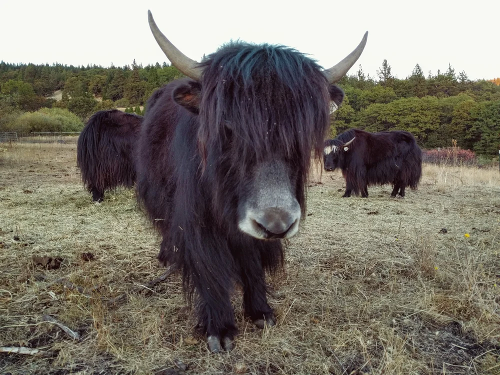 About Yak Firebird Farms