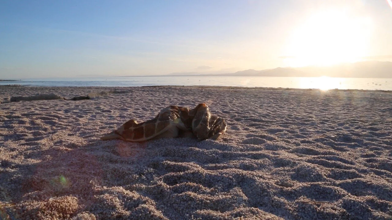 Ecdysis website.jpeg