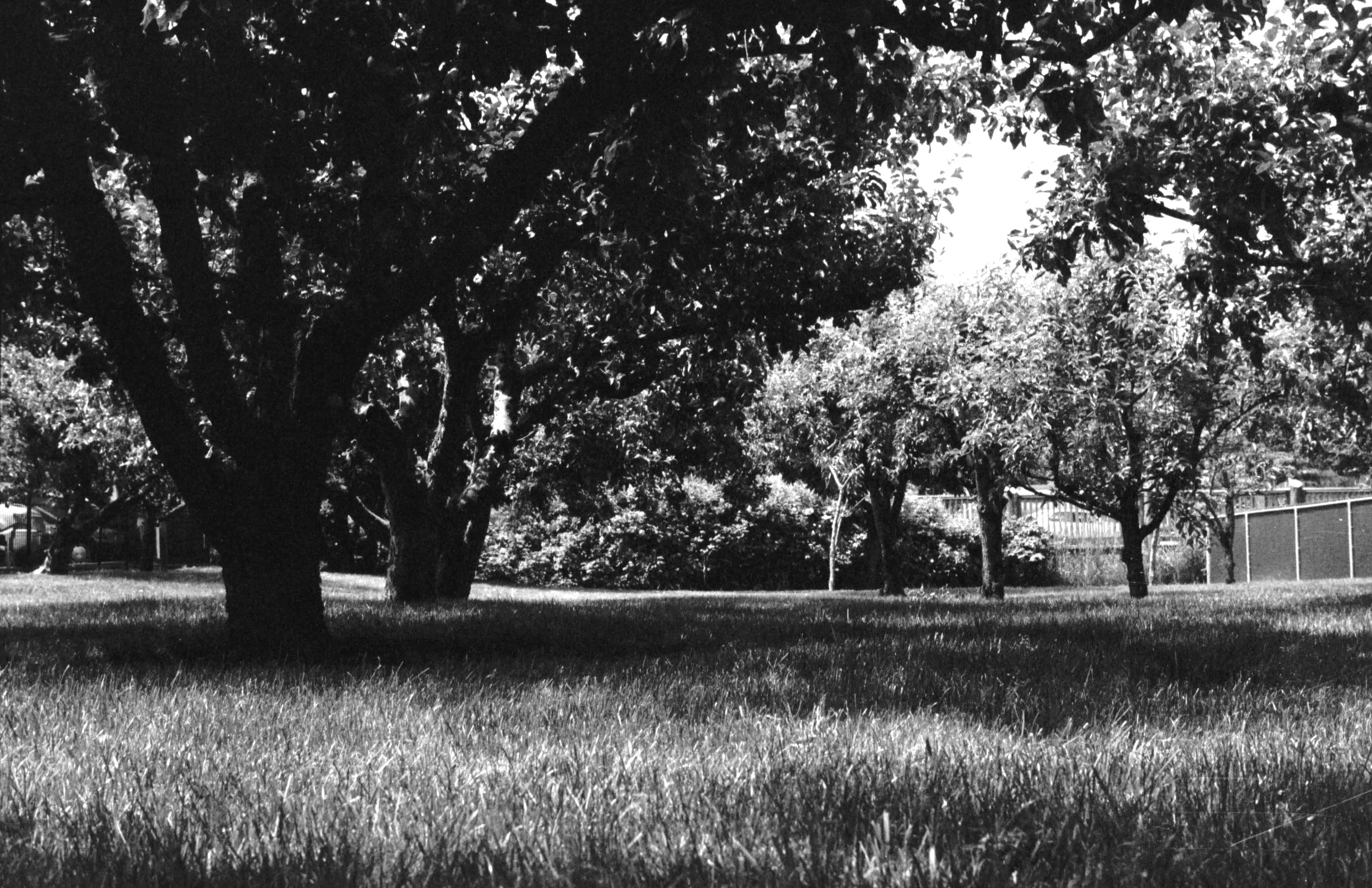 FilmPhotos - 30.jpg