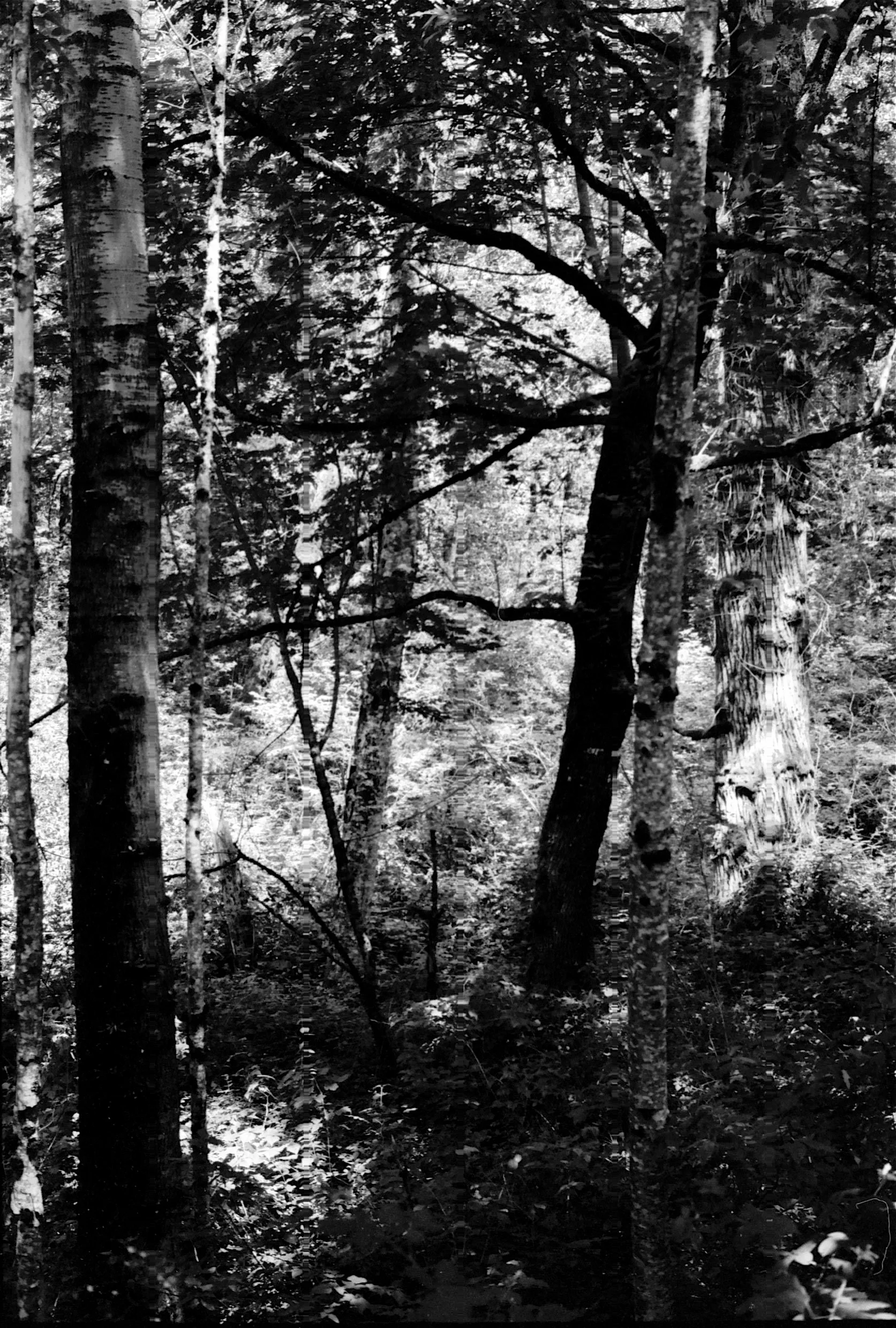 FilmPhotos - 44.jpg