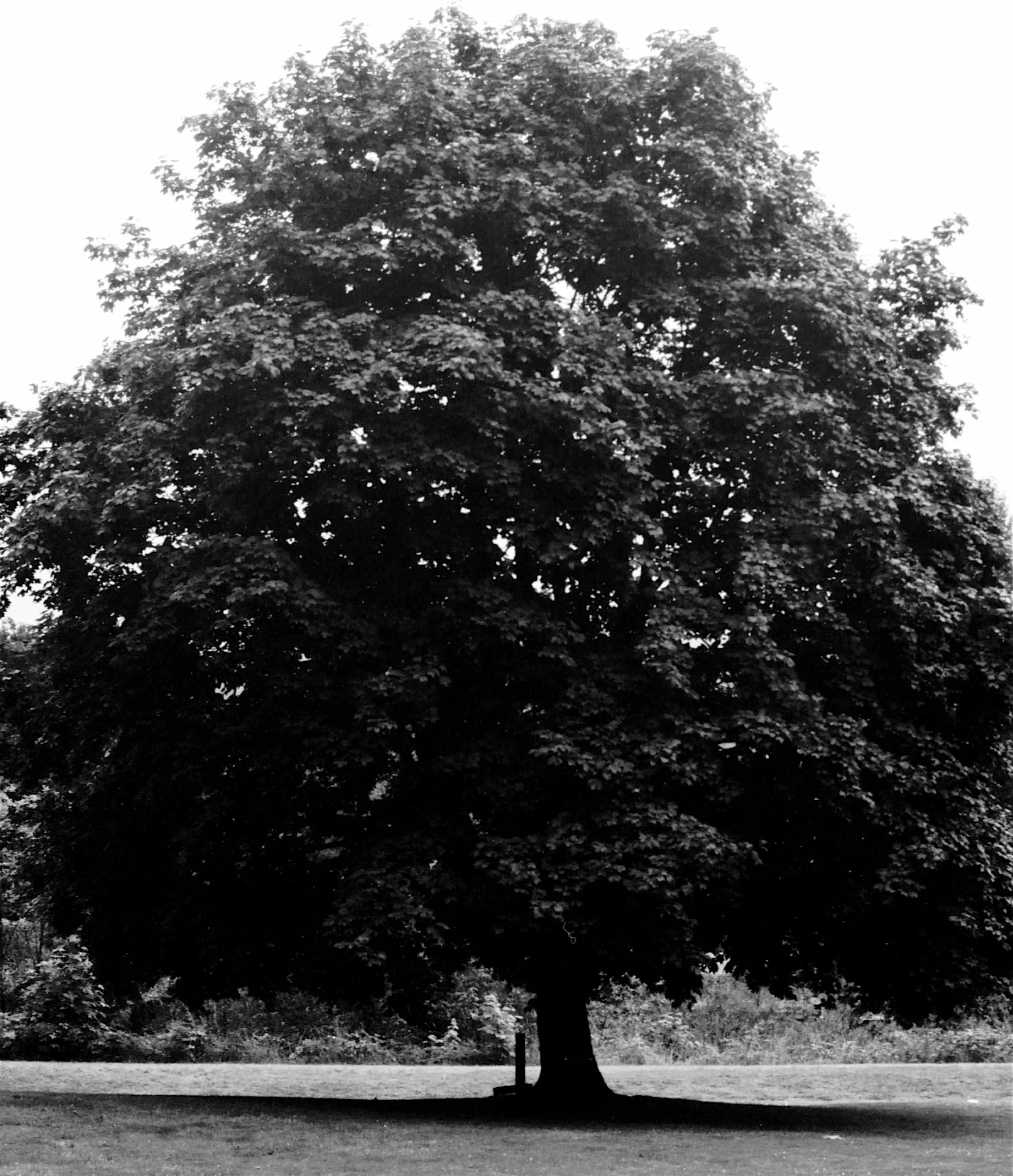 FilmPhotos - 45.jpg