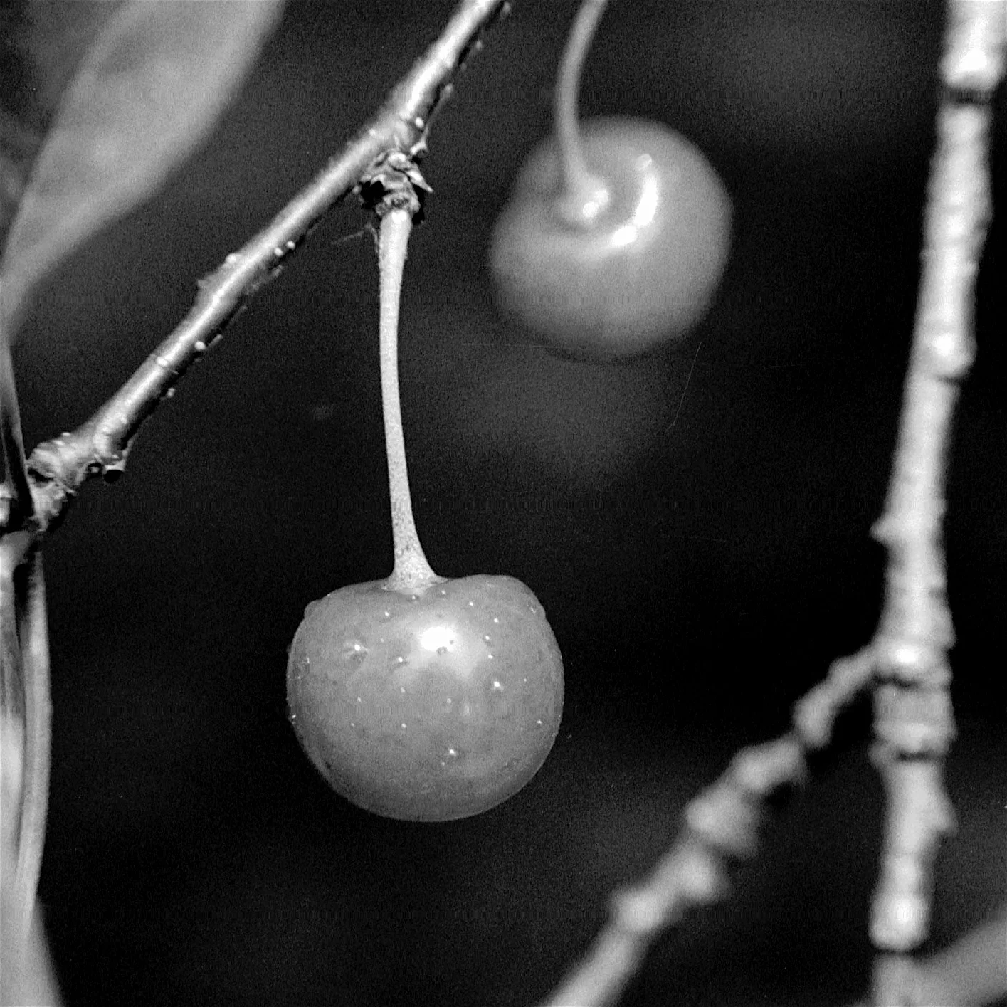 FilmPhotos - 24.jpg