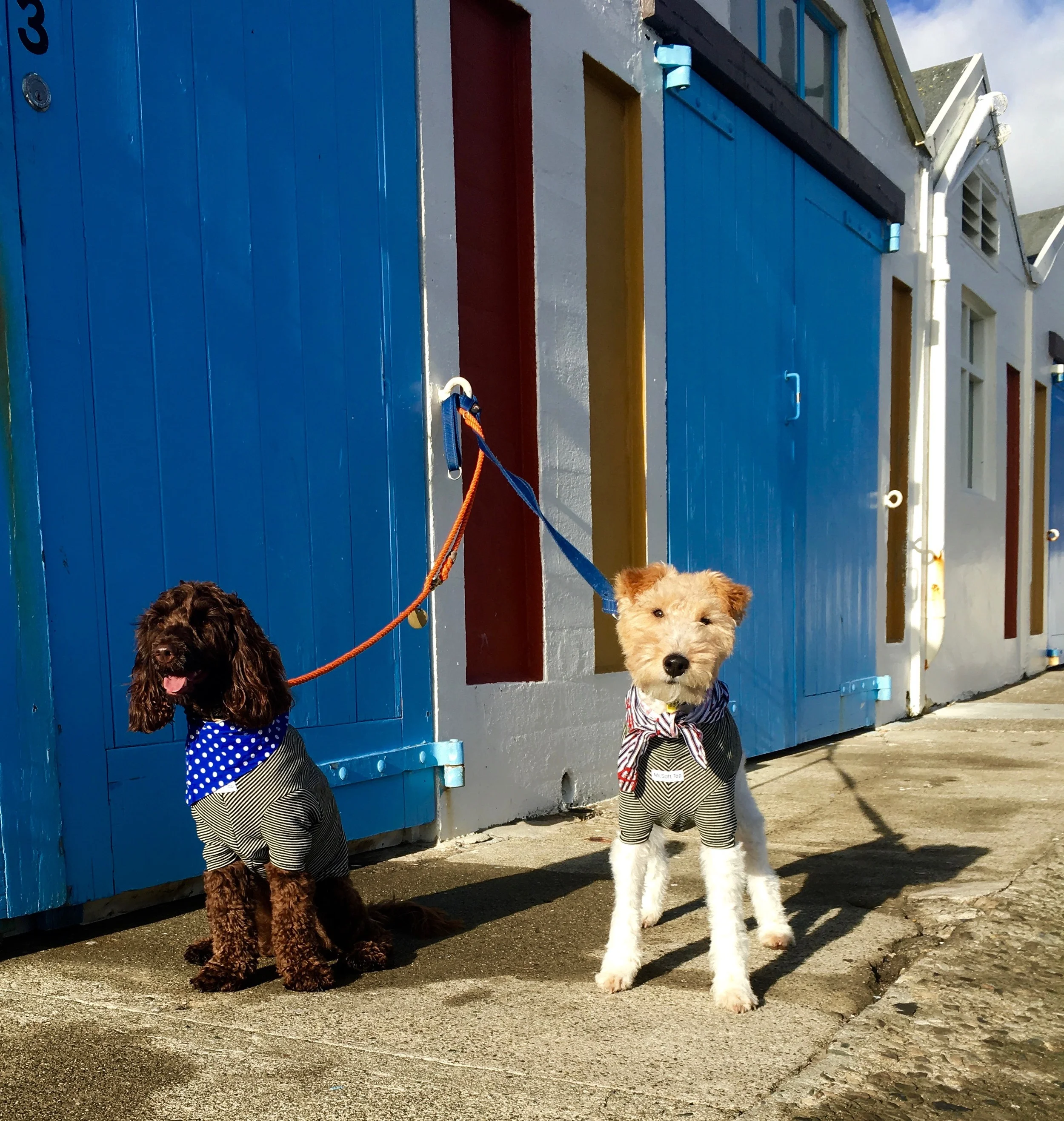BEST DOG SPOTS IN WELLINGTON Top dog friendly places in the Capital — The Residents