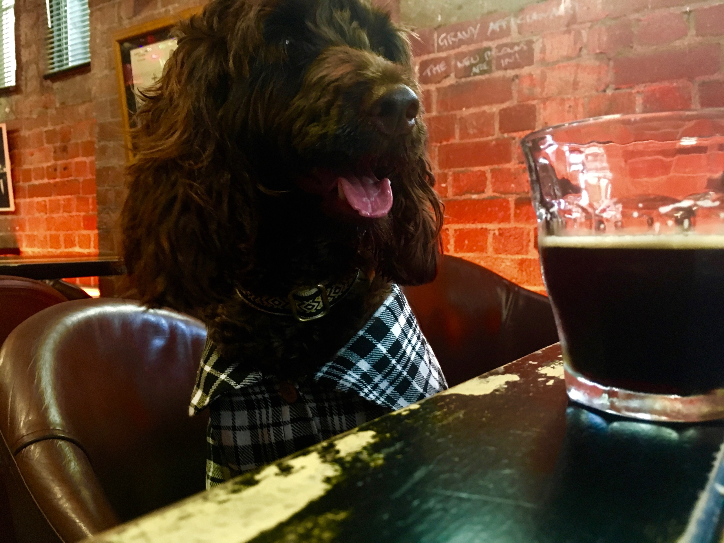 Cinnamon actually likes to drink beer