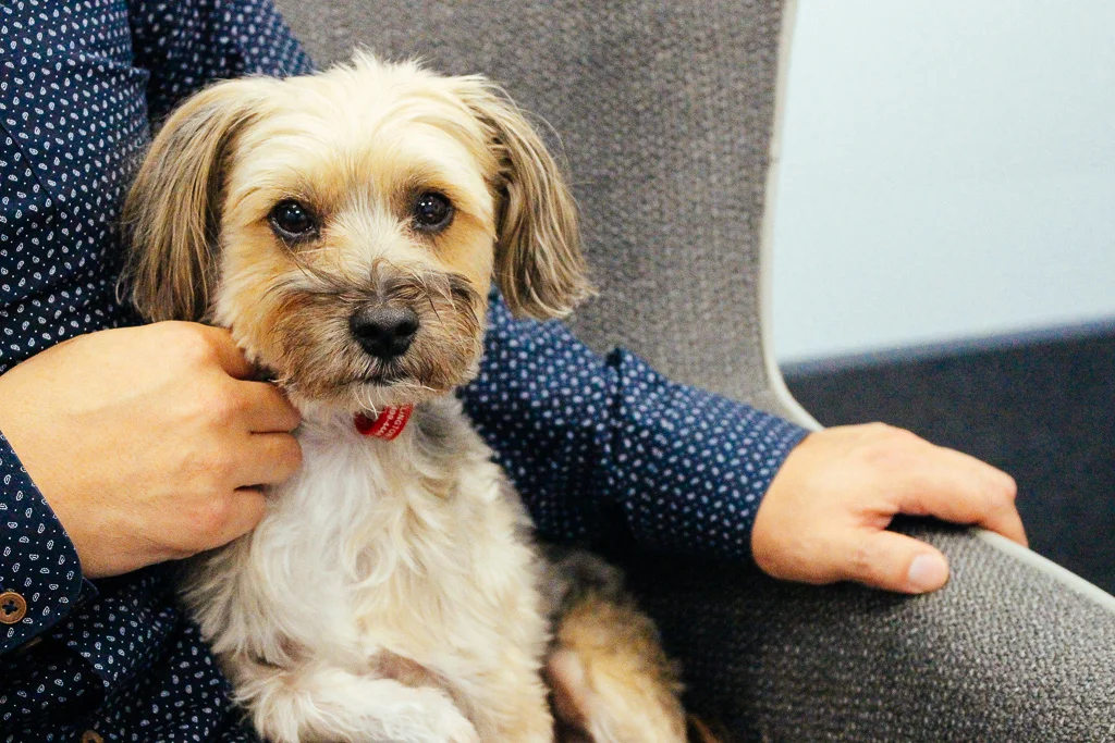 Alfie - official mascot