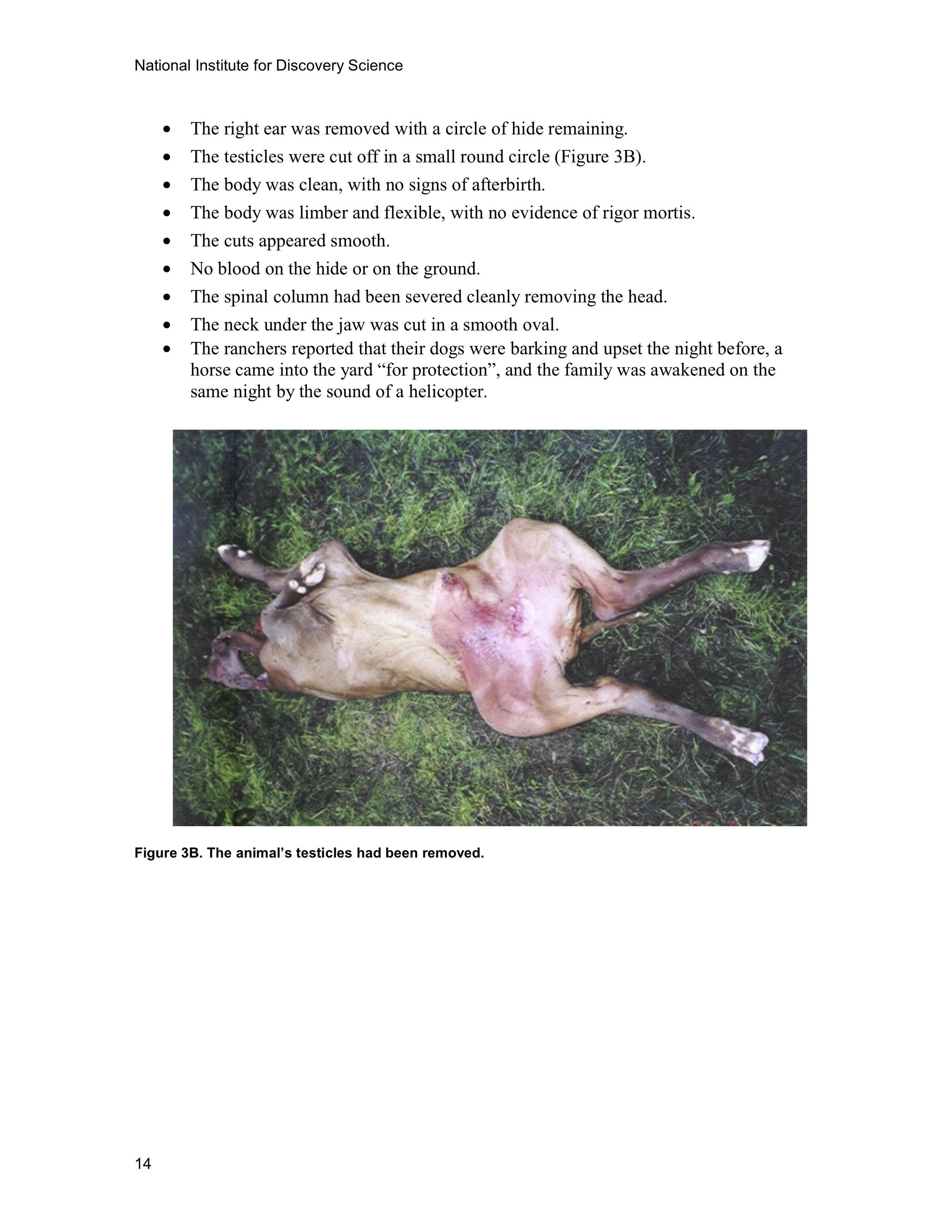 1997 ANIMAL MUTILATION REPORT 13.jpg