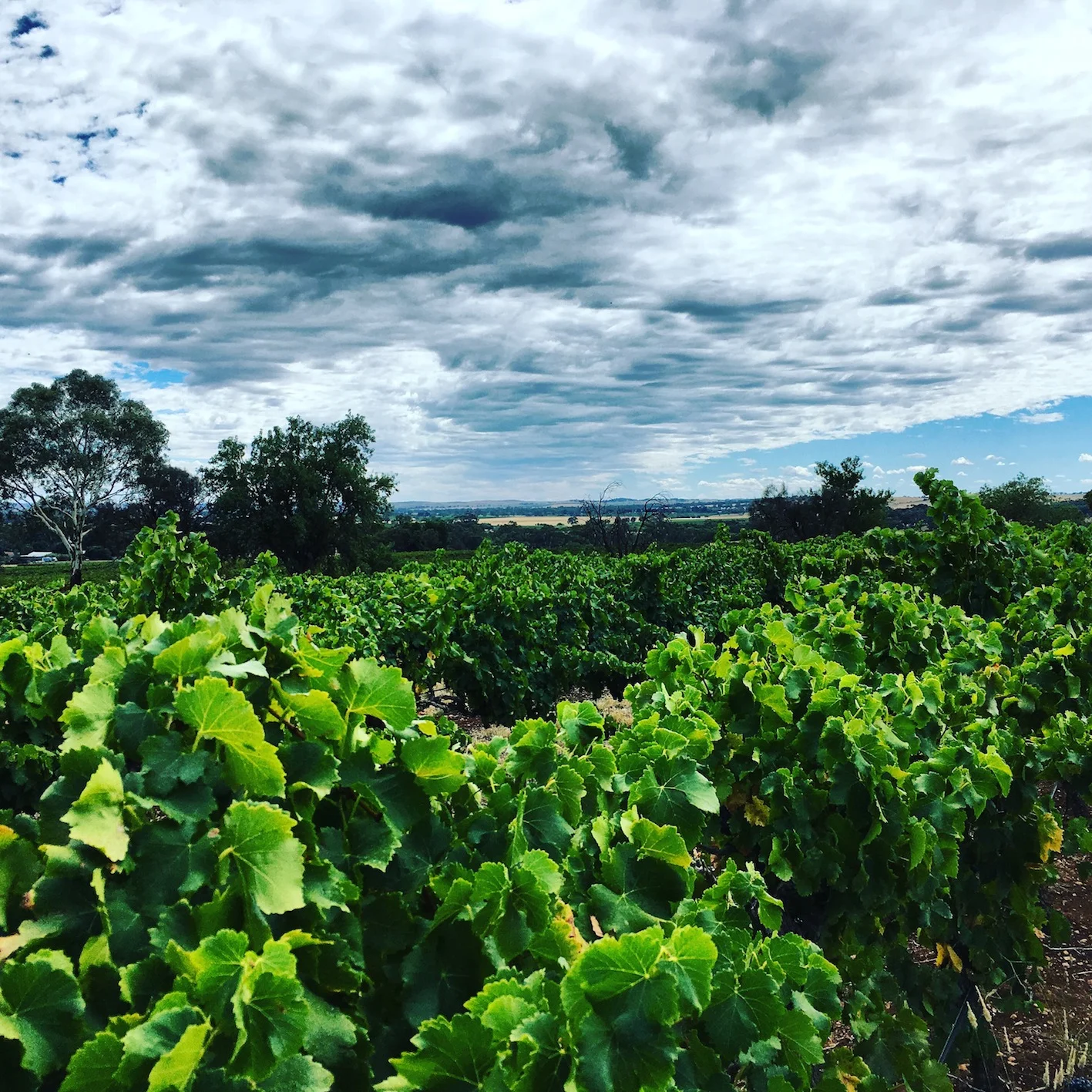 Photo 20-3-17, 12 38 19 pm copy.jpg