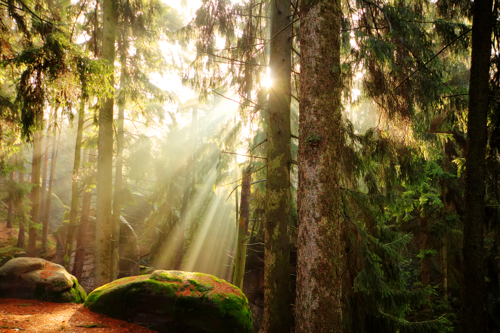 BSX beautiful-forest-and-sunbeams.jpg