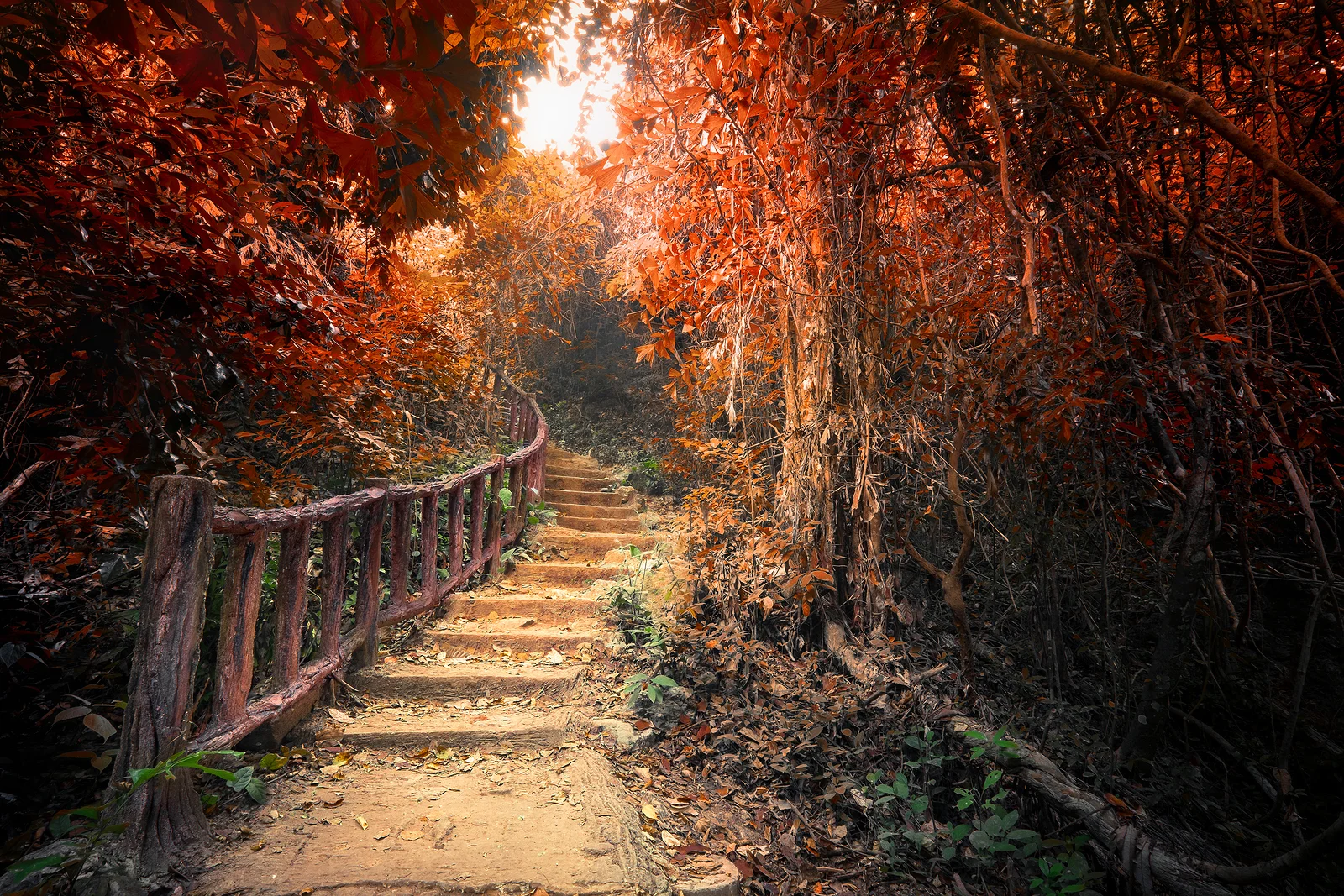 BSX Fantasy-Autumn-Forest-With-Path.jpg
