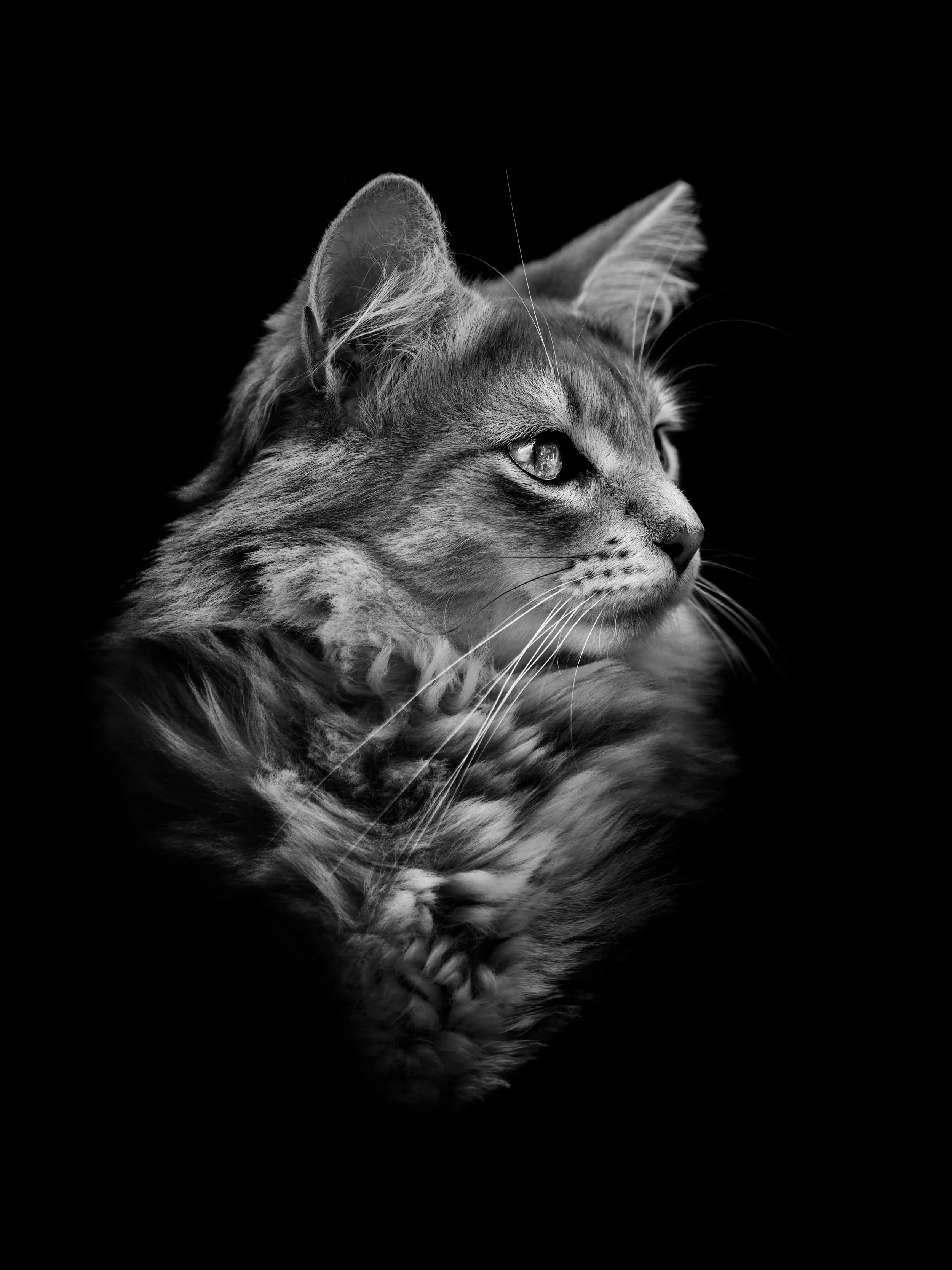 merlin-02-web.jpg