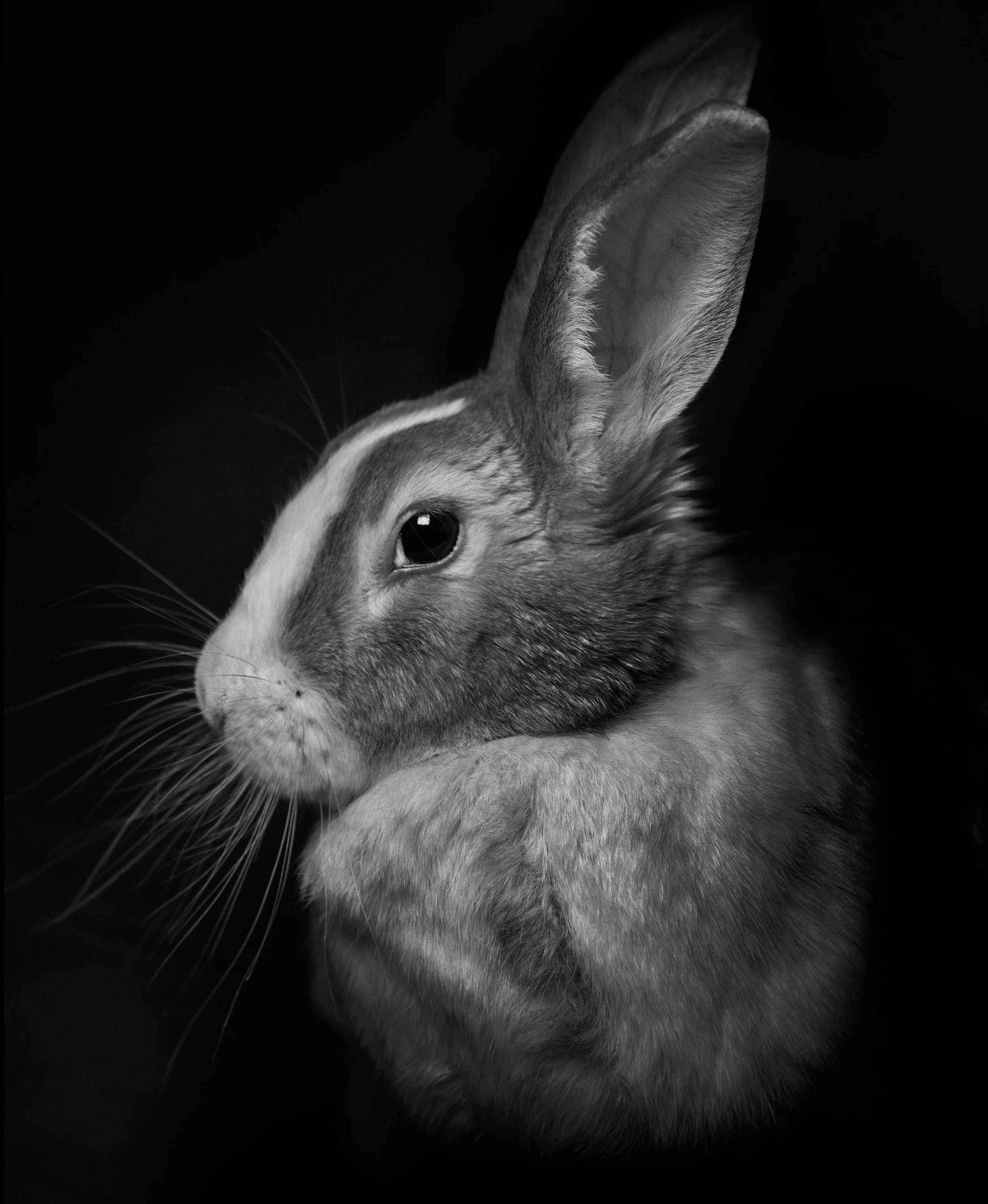 alliance-lapin-03.jpg
