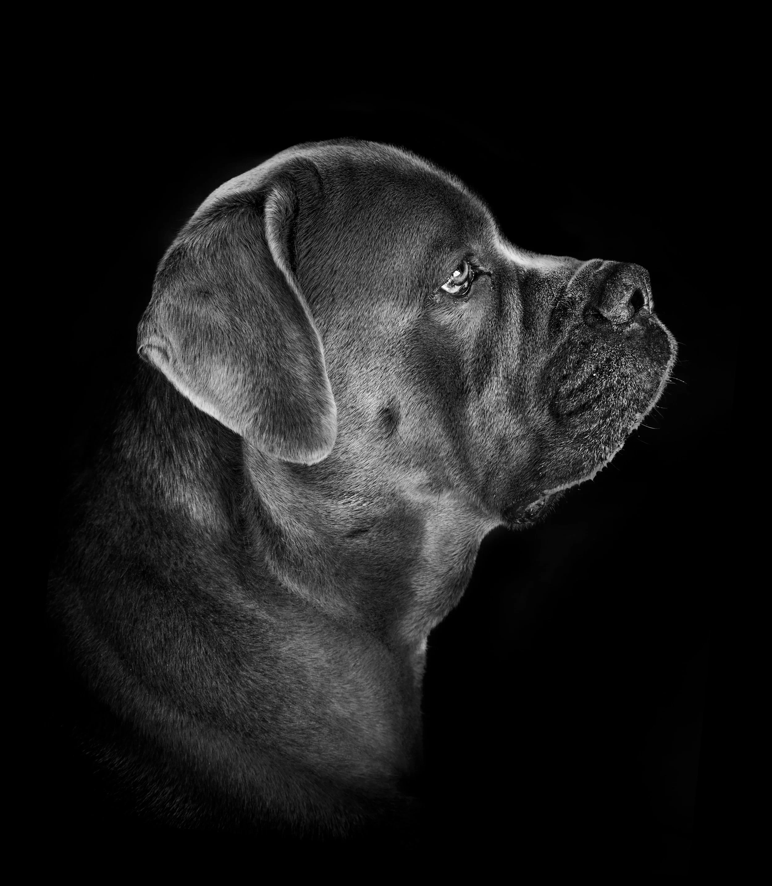 bigdog-03-web.jpg