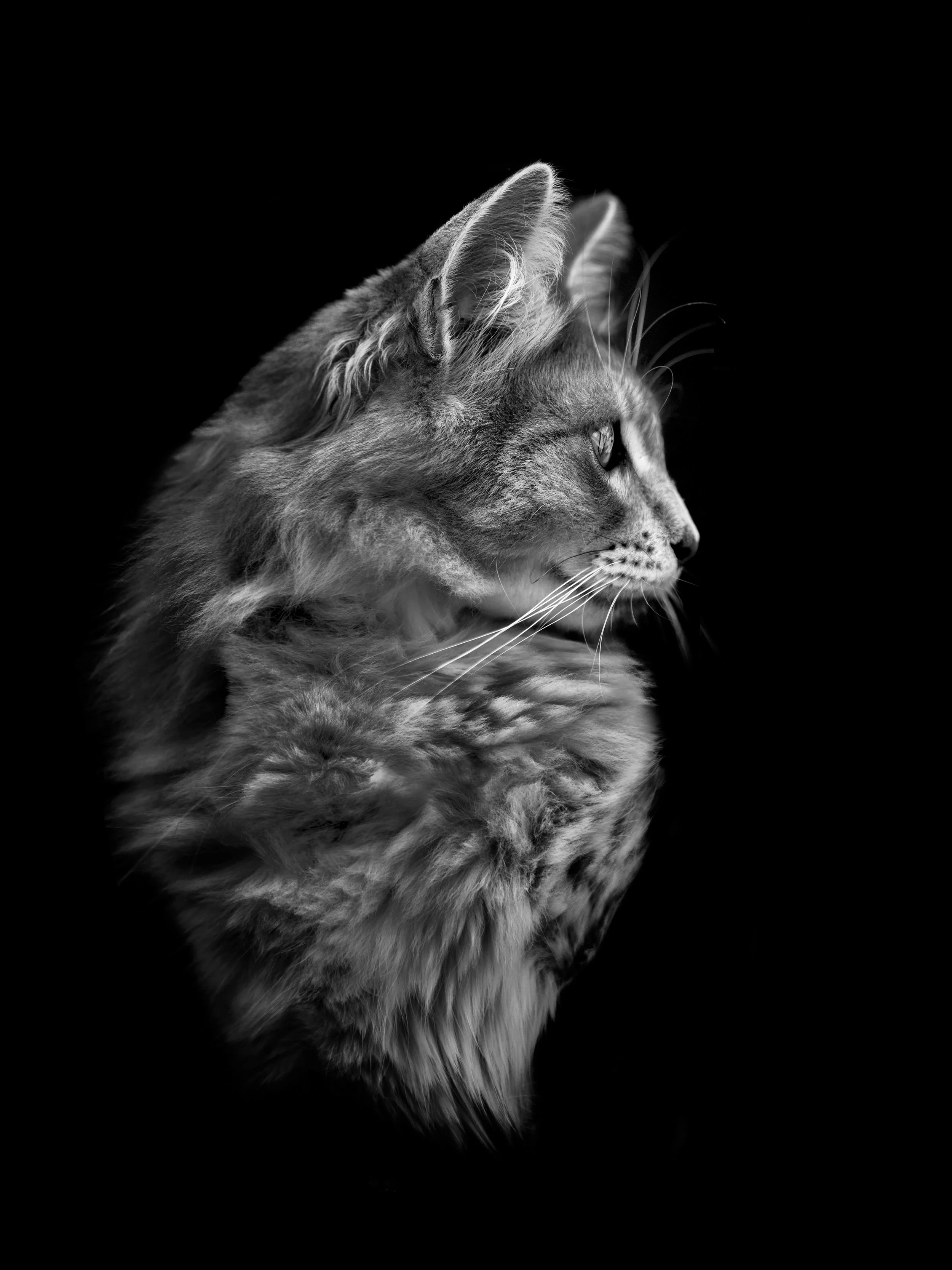 merlin-03-web.jpg