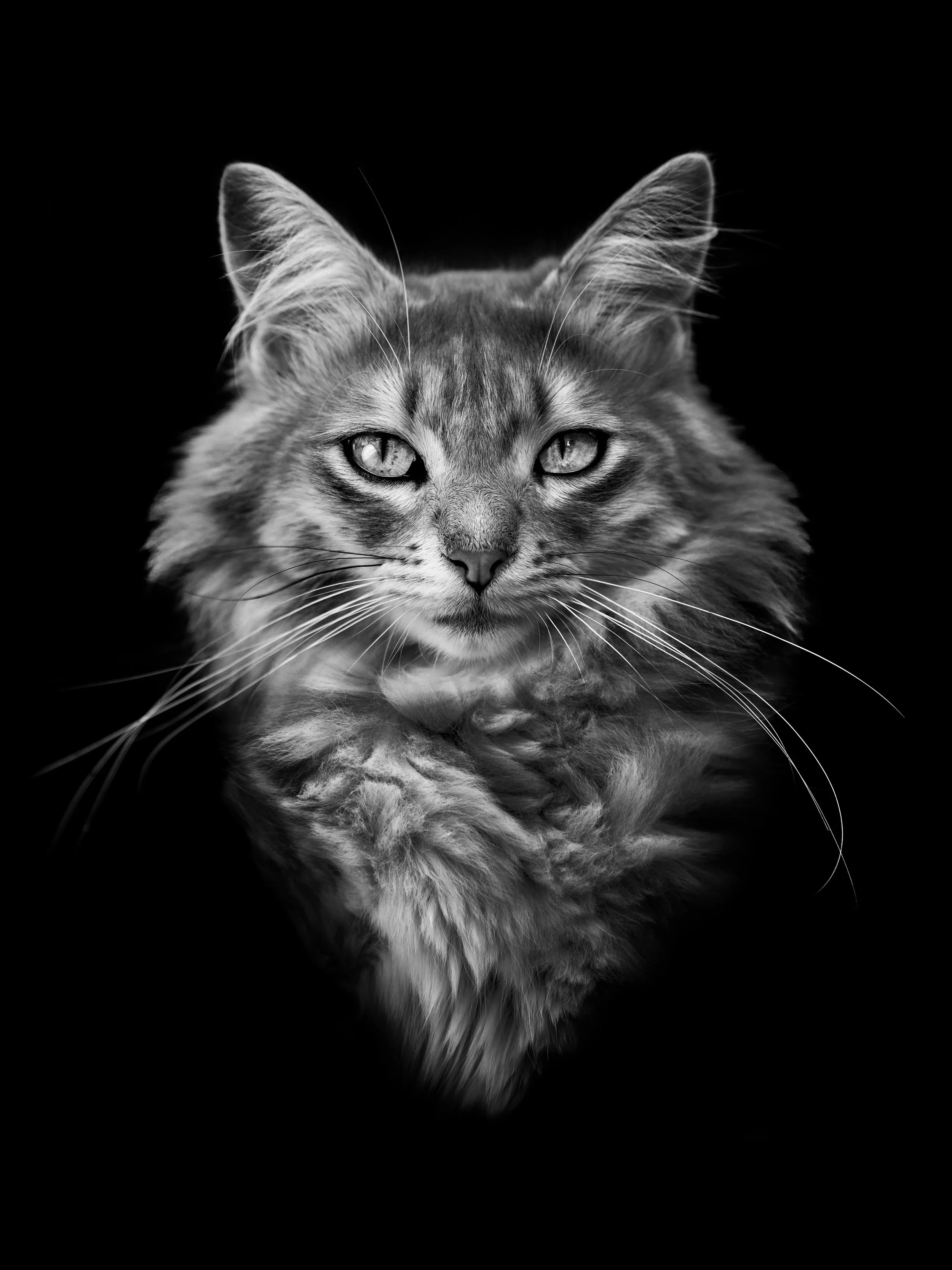 merlin-01-web.jpg
