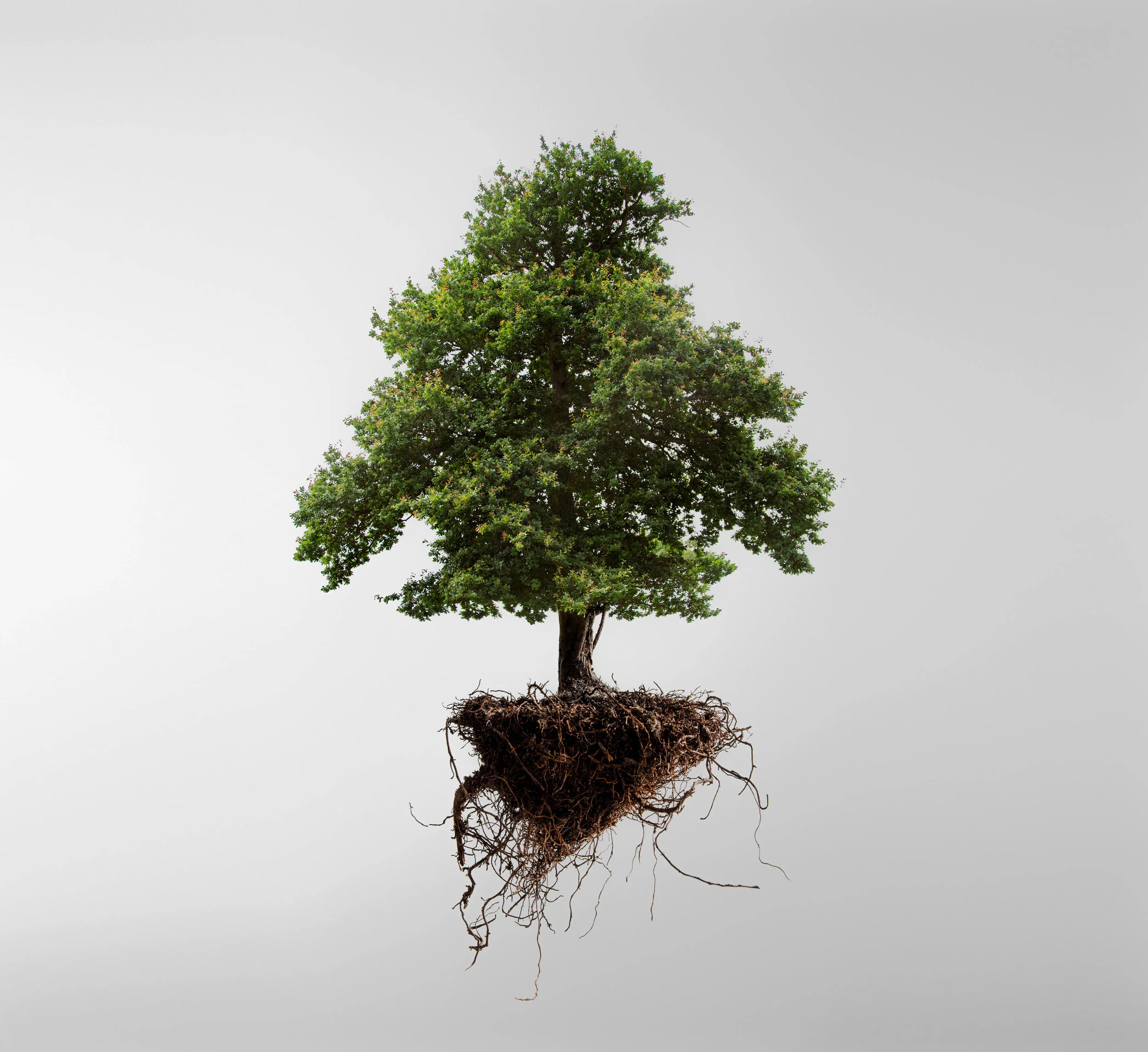 couv-naturemorte-jeromecoton.com.jpg