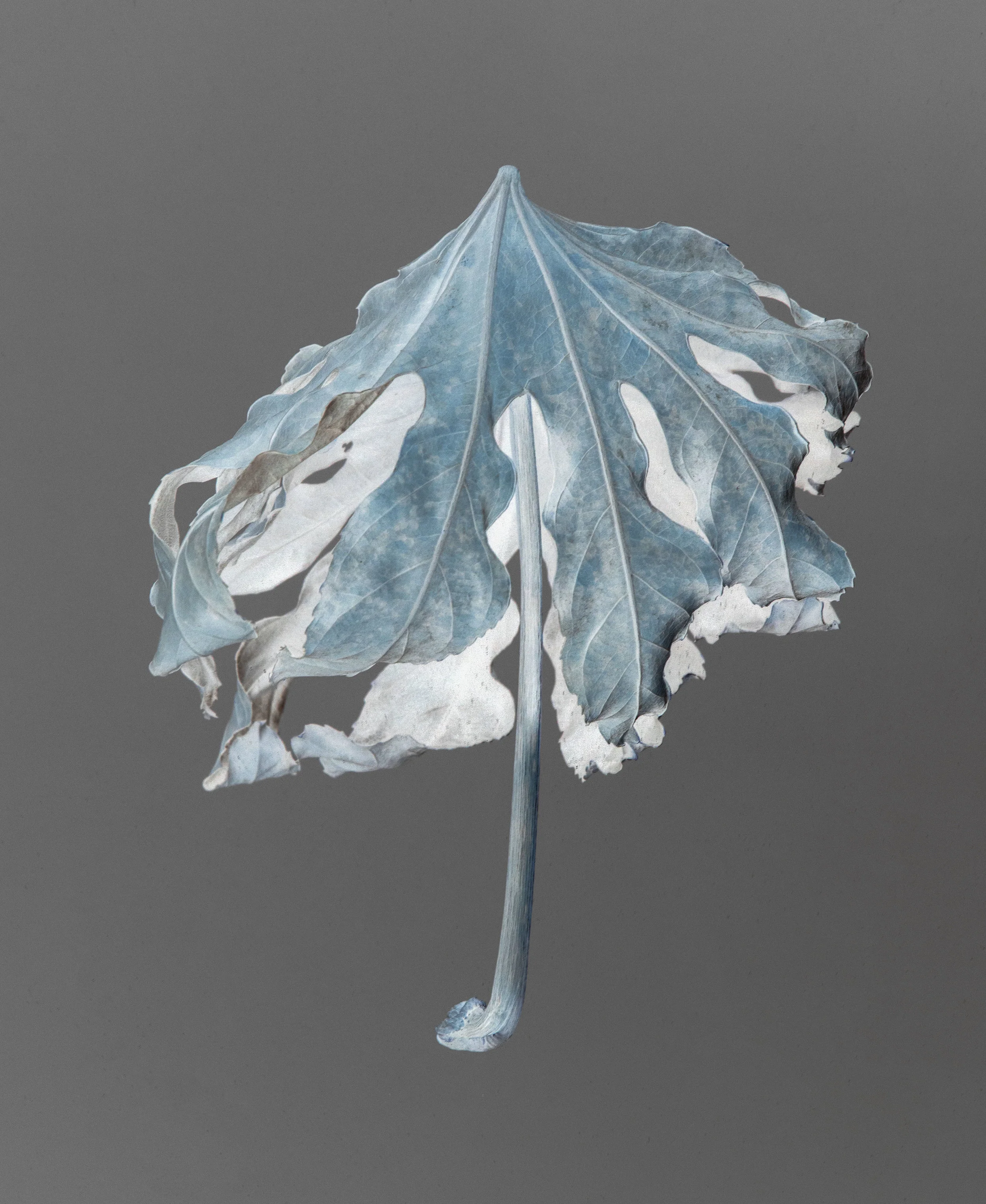 _04-aralia-collapse-jeromecoton.jpg