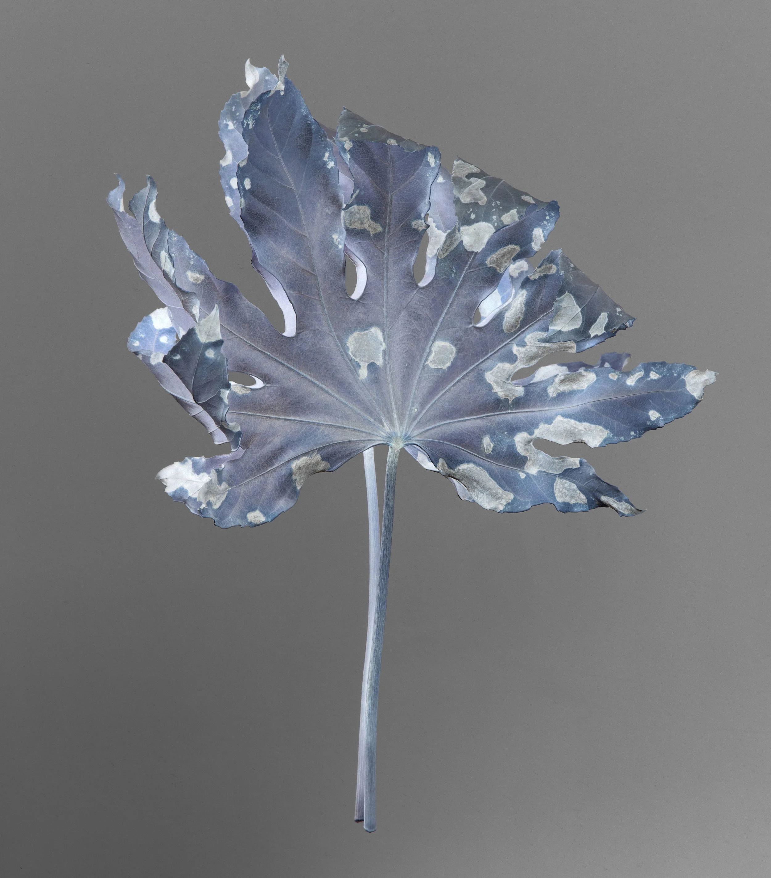 _05-aralia-collapse-jeromecoton.jpg