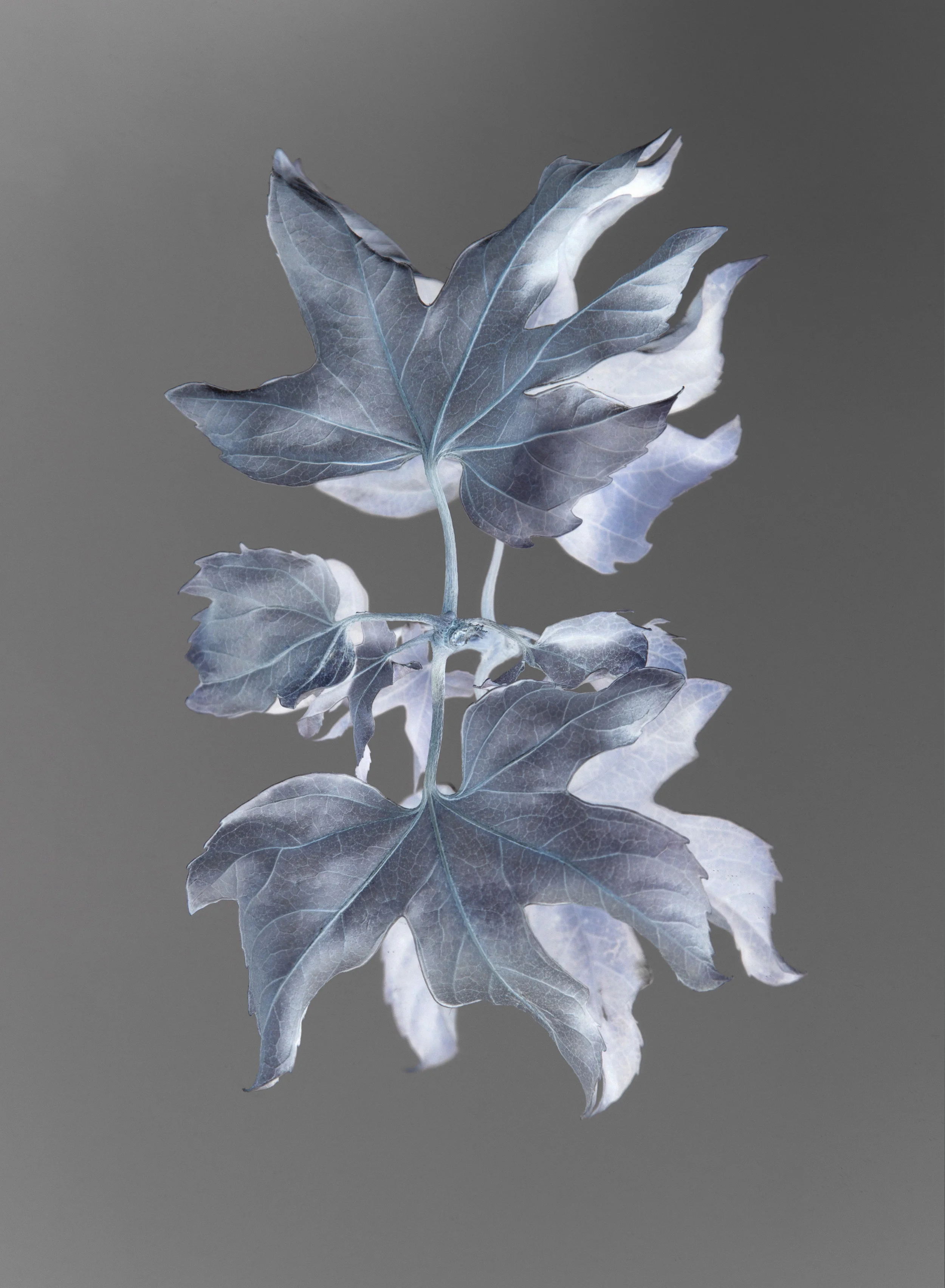 _06-aralia-collapse-jeromecoton.jpg