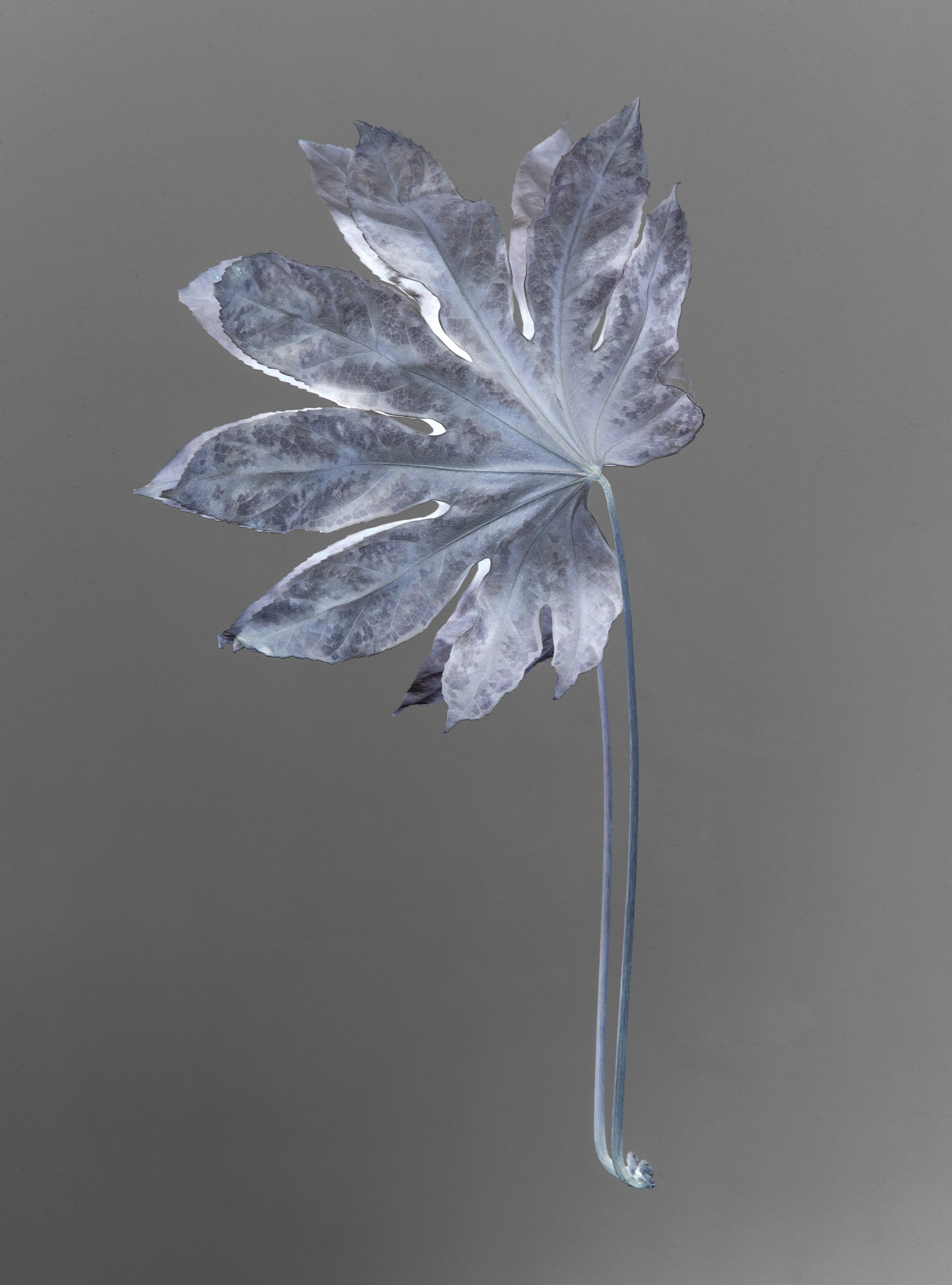 _08-aralia-collapse-jeromecoton.jpg