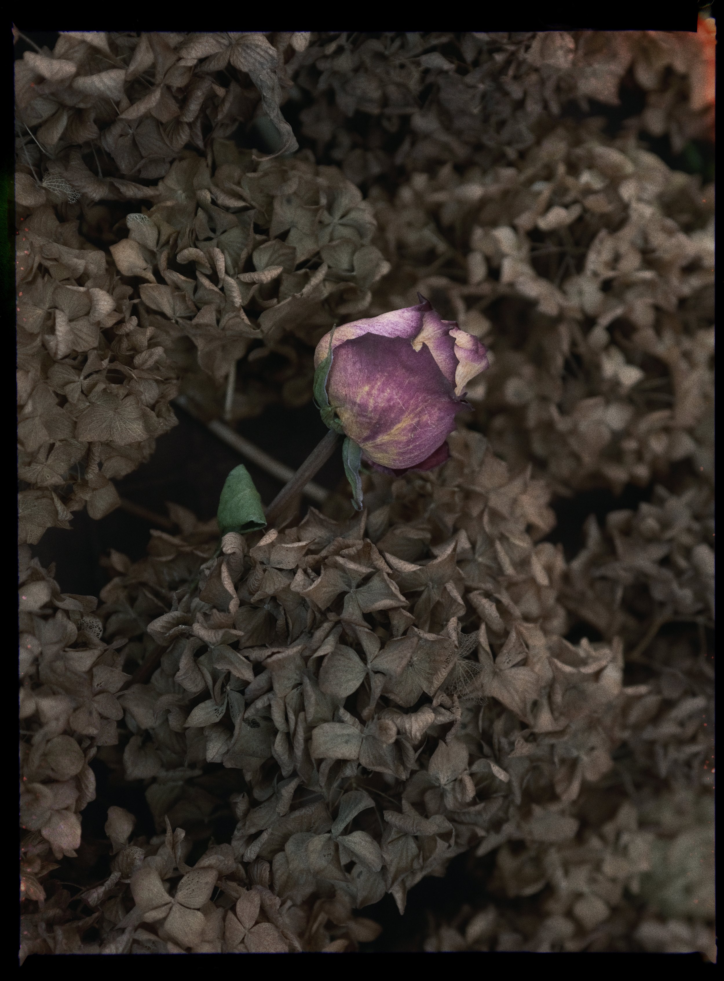 10_masque-fleur-complet_JeromeCoton.jpg