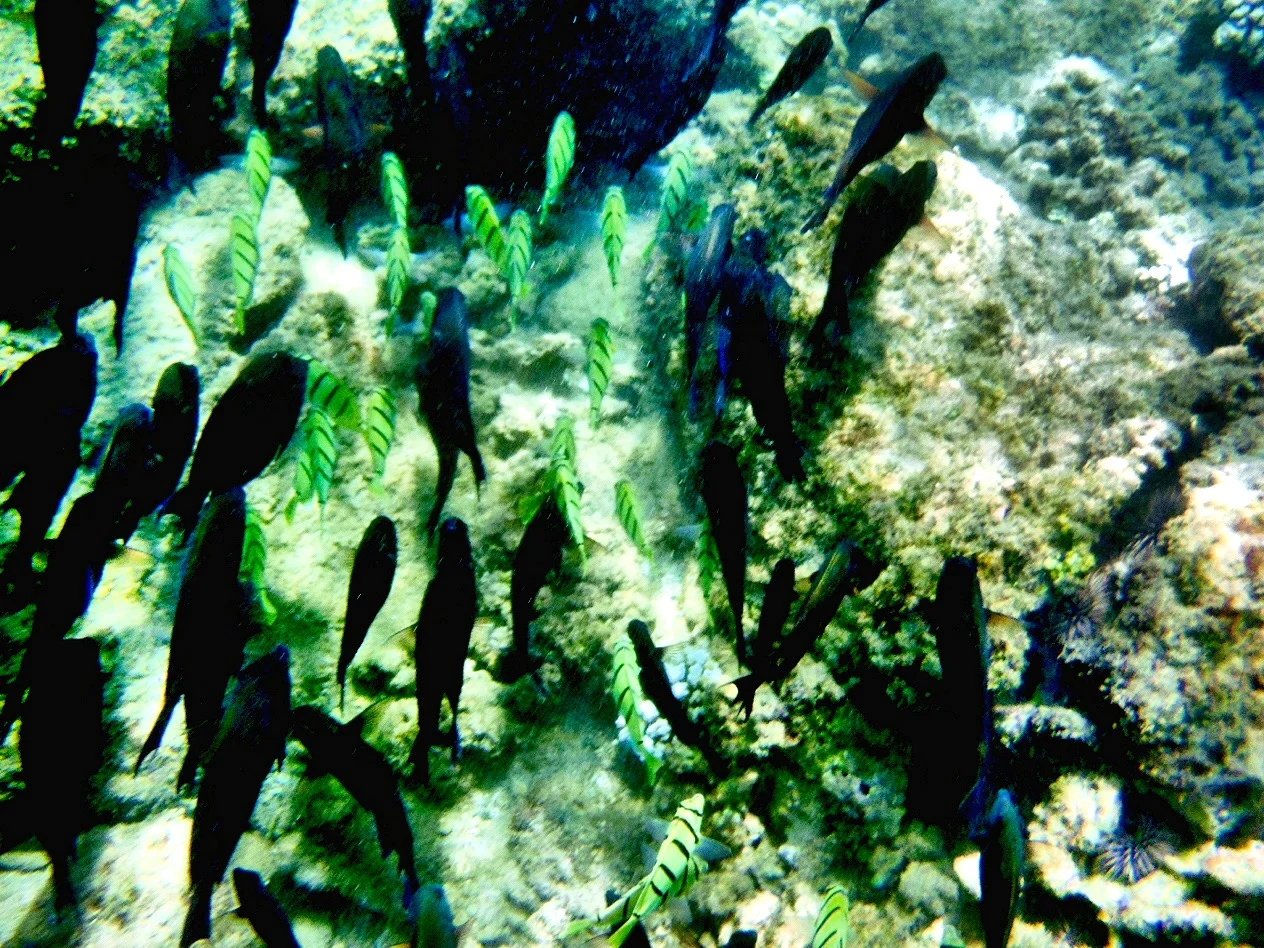 IMG_8513.JPG