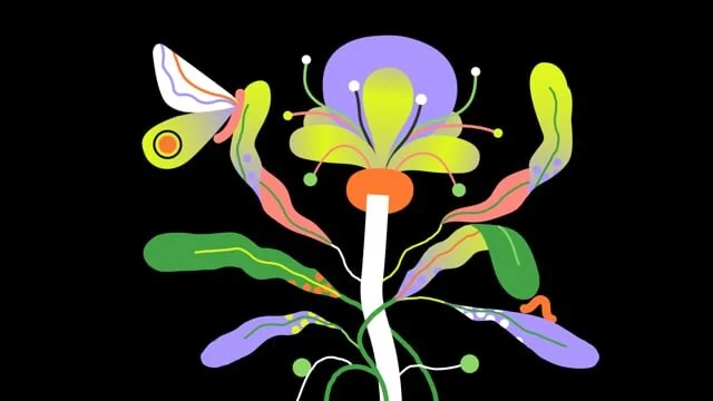 illo x nature.org — Biodiversity | Episode #1