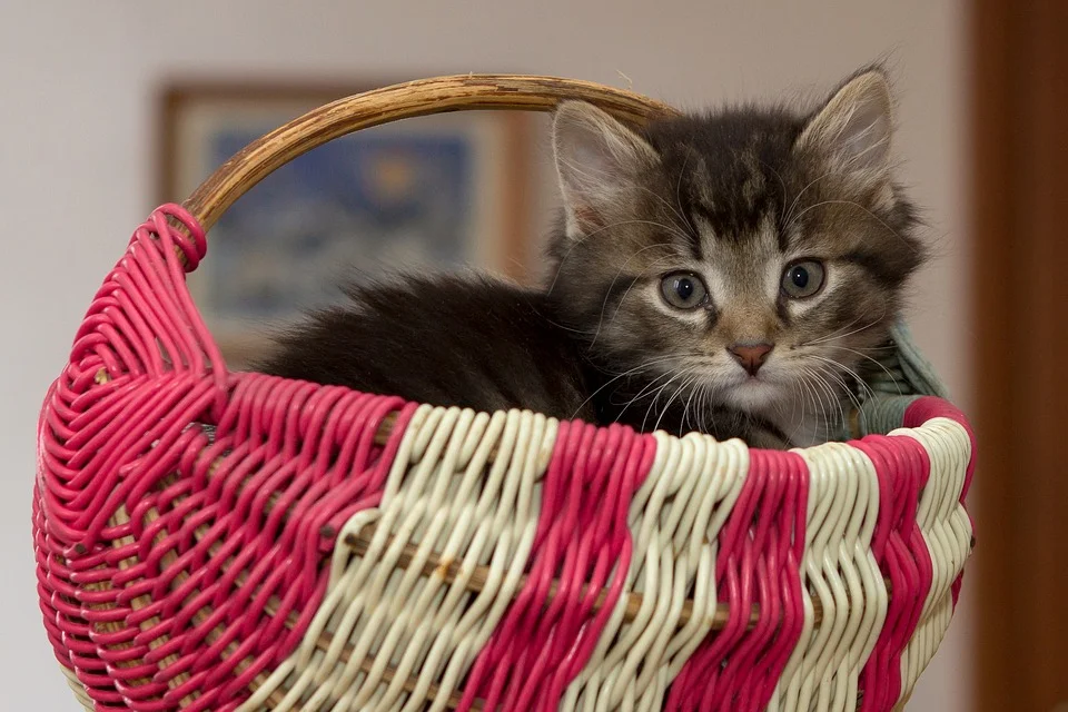 kitten-2973055_960_720.jpg