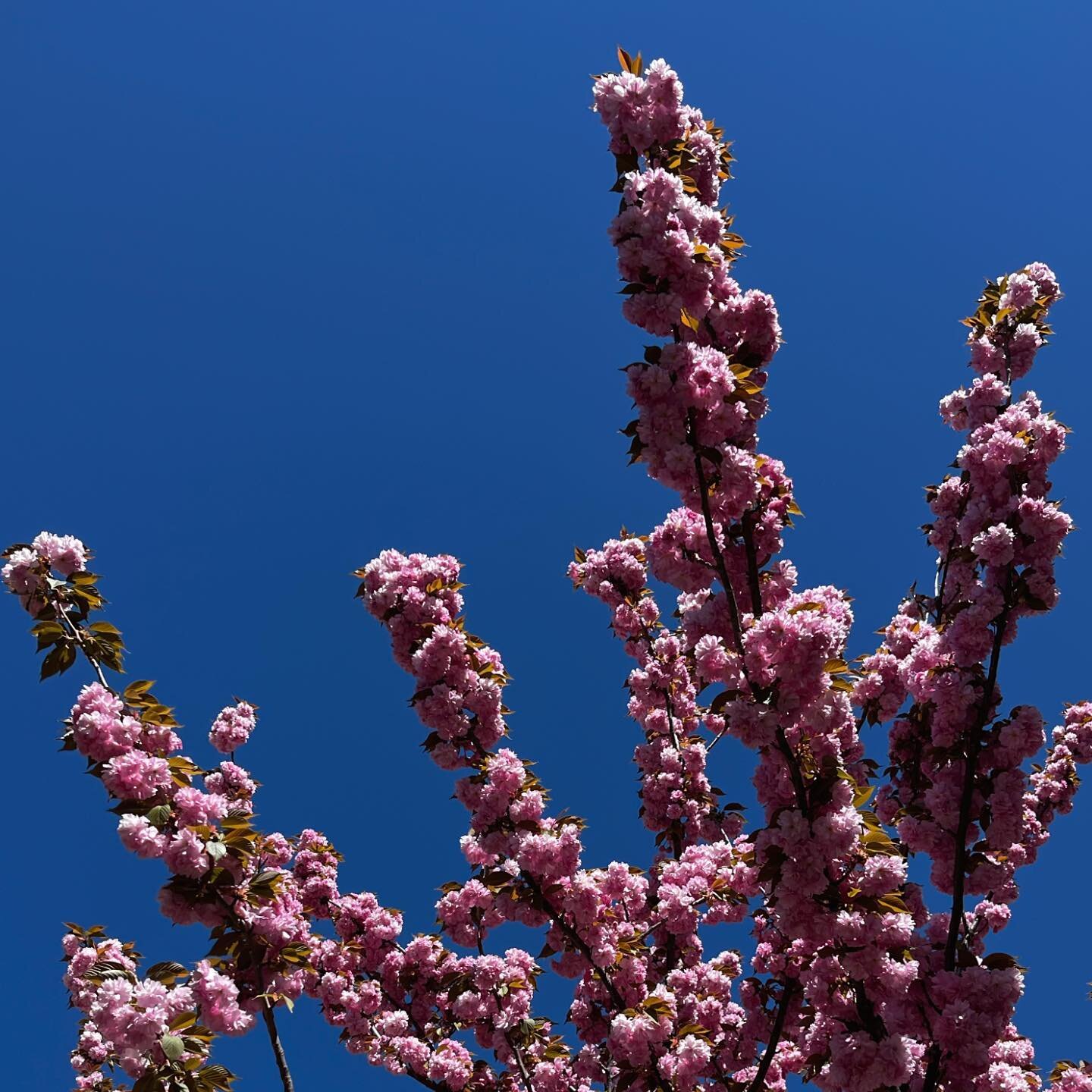 Come ogni anno a primavera, l&rsquo;energia prepotente che si percepisce guardando i rami carichi di fiori contro il cielo blu.