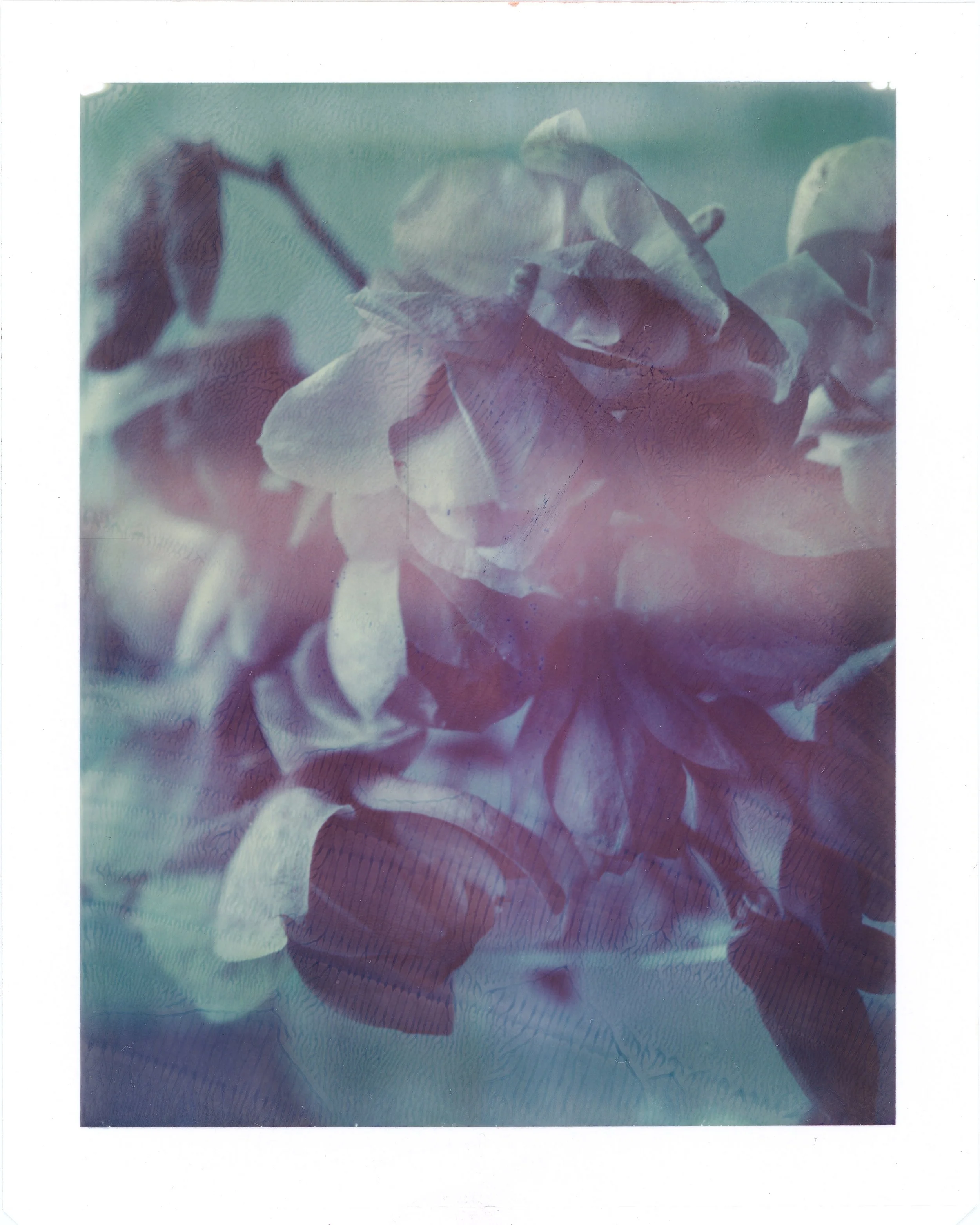 Magnolias-3 copy.jpg