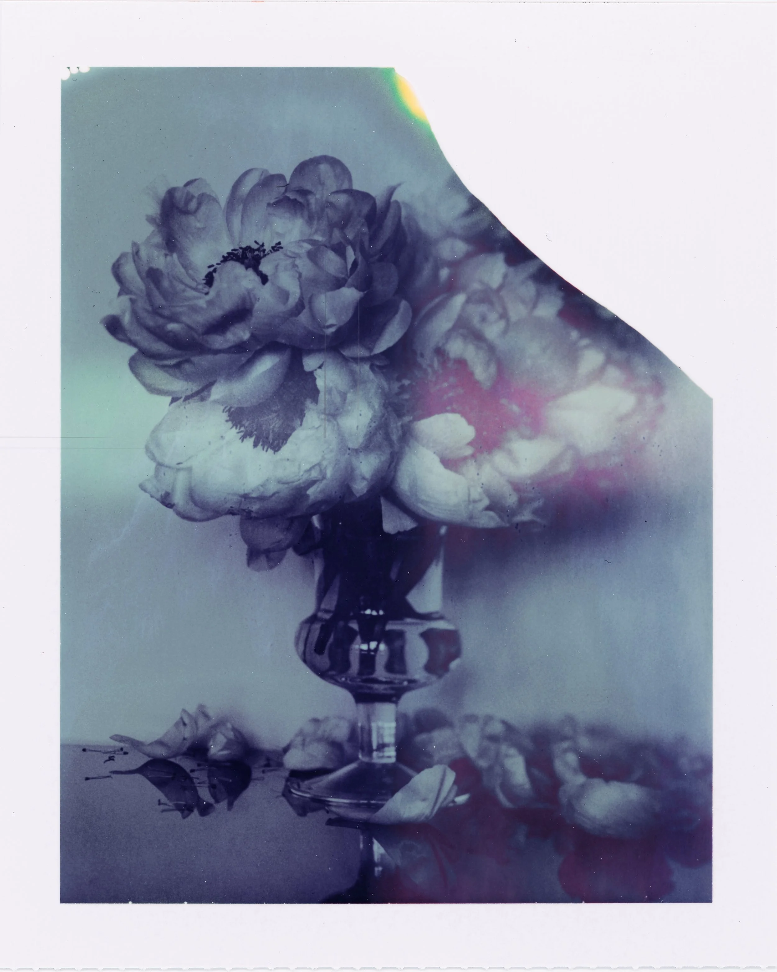 Peonies-1 copy.jpg