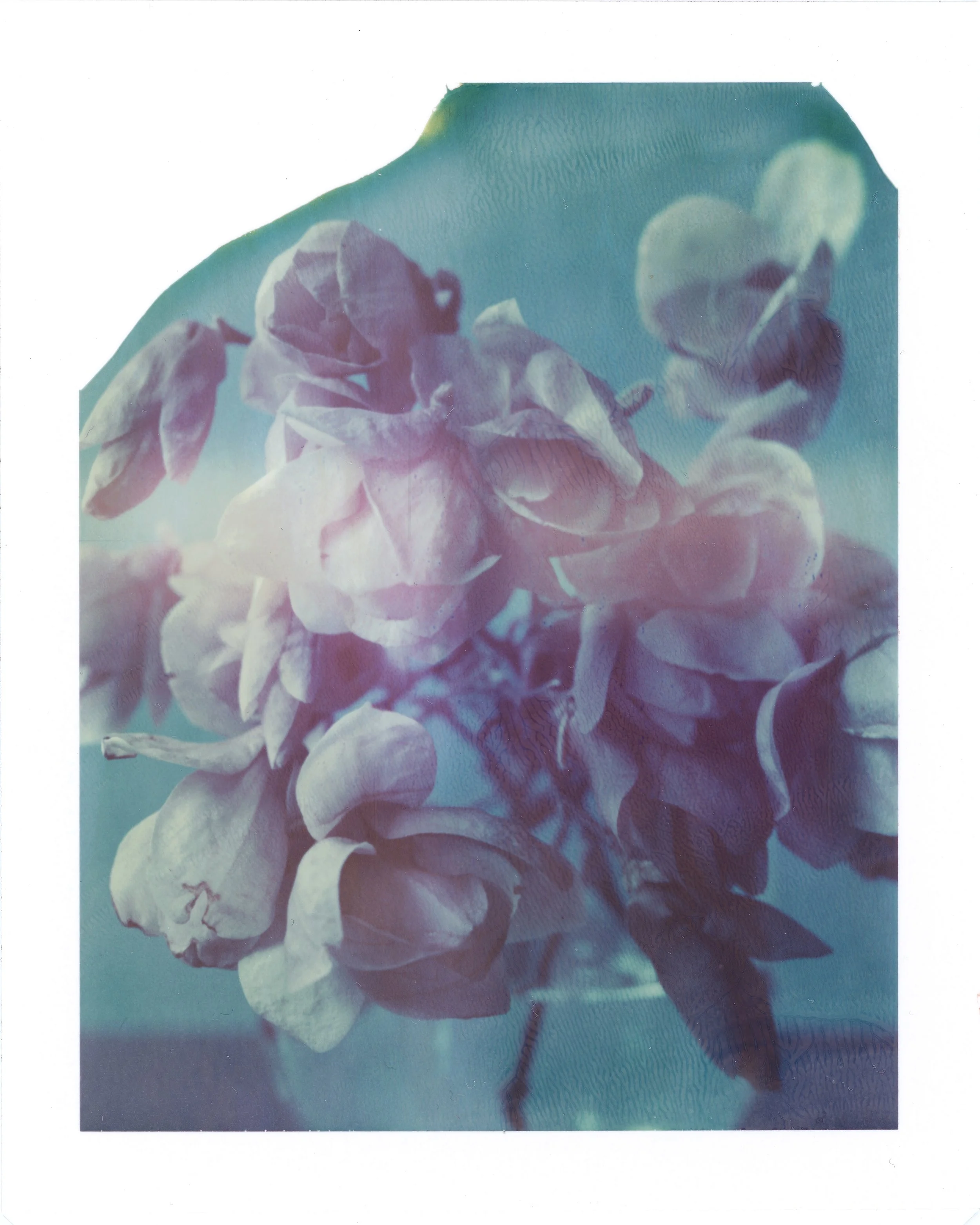 Magnolias-2 copy.jpg